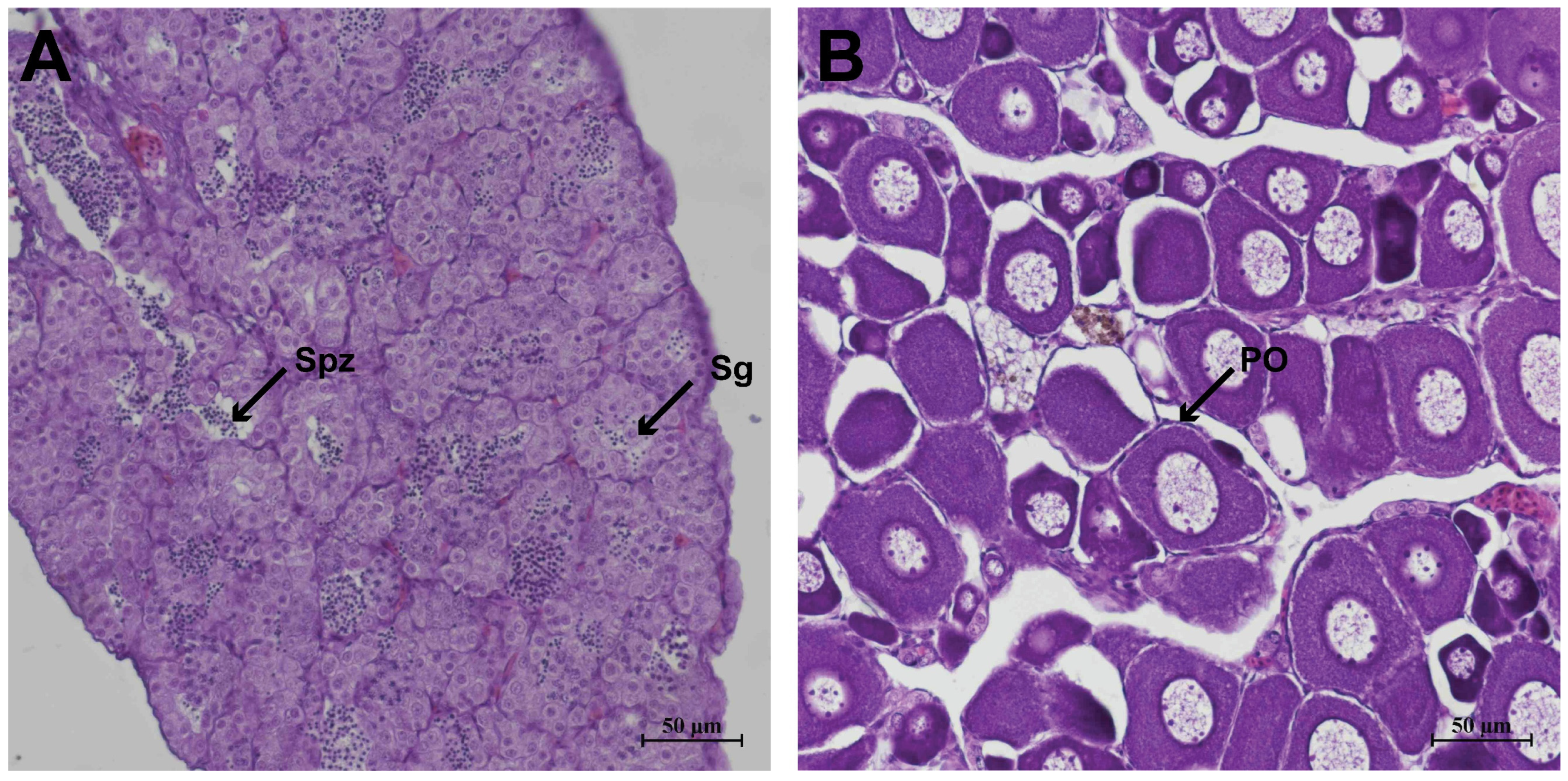 Animals 16 00150 g001