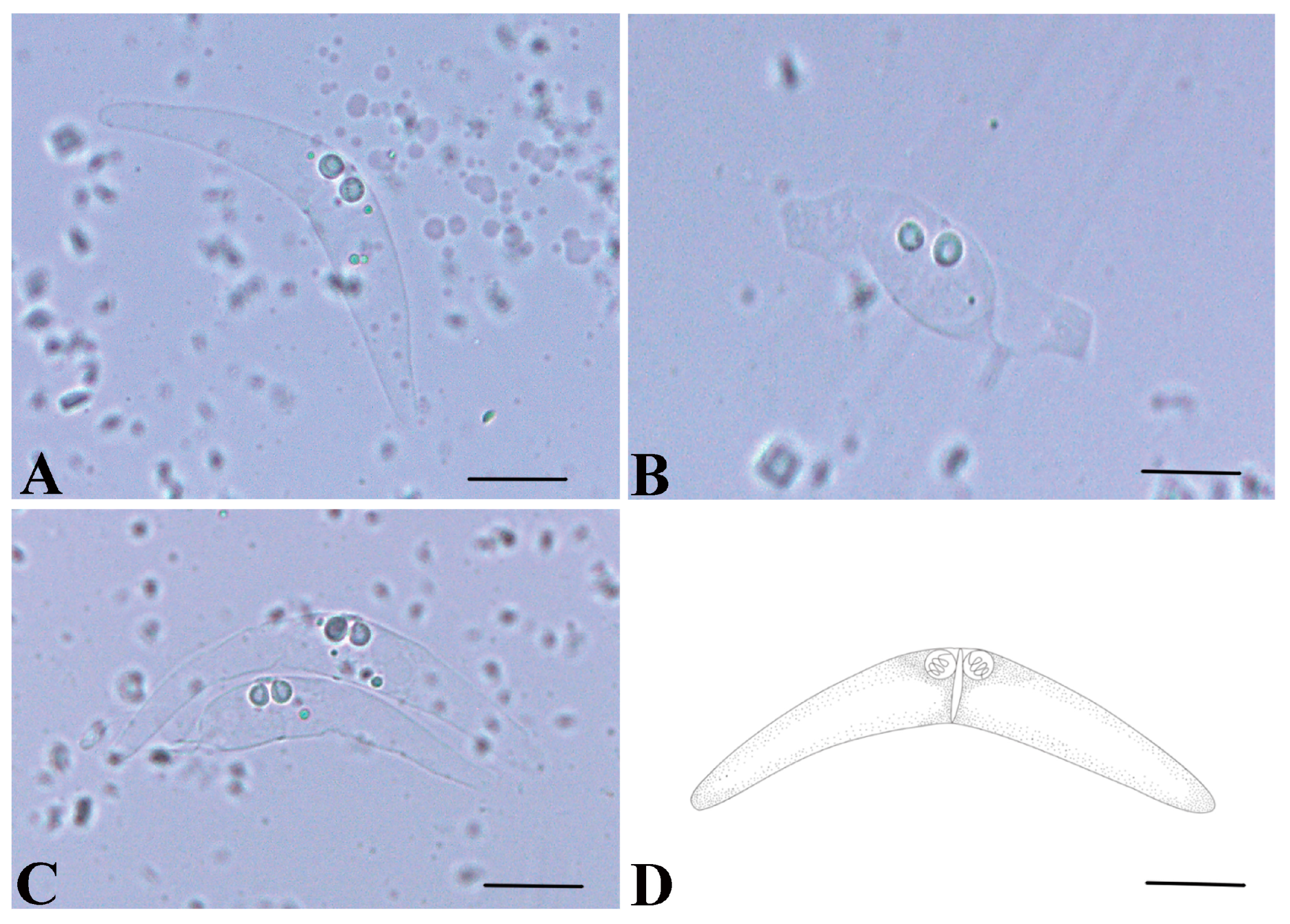 Animals 16 00166 g002