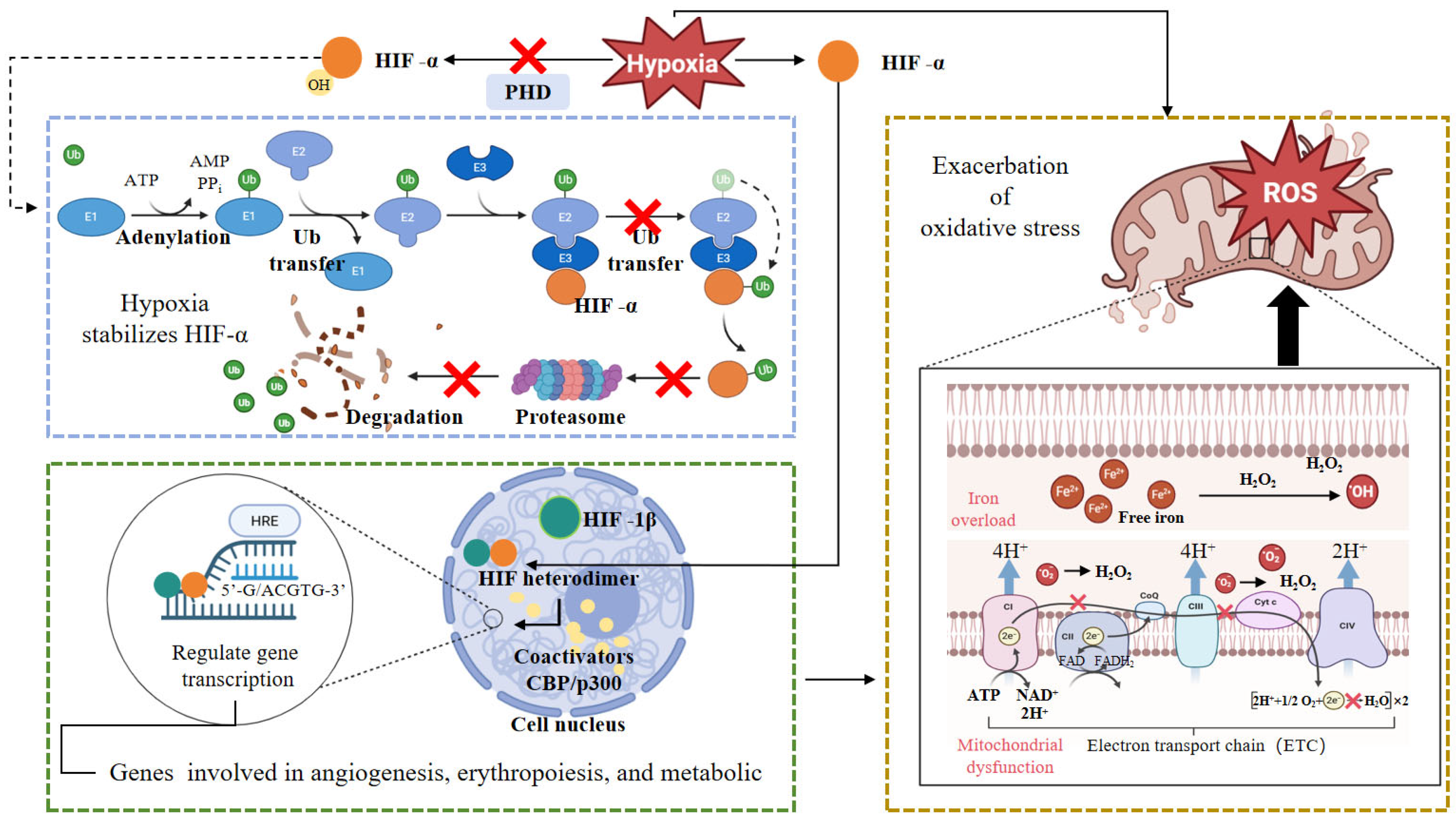 Animals 16 00236 g004