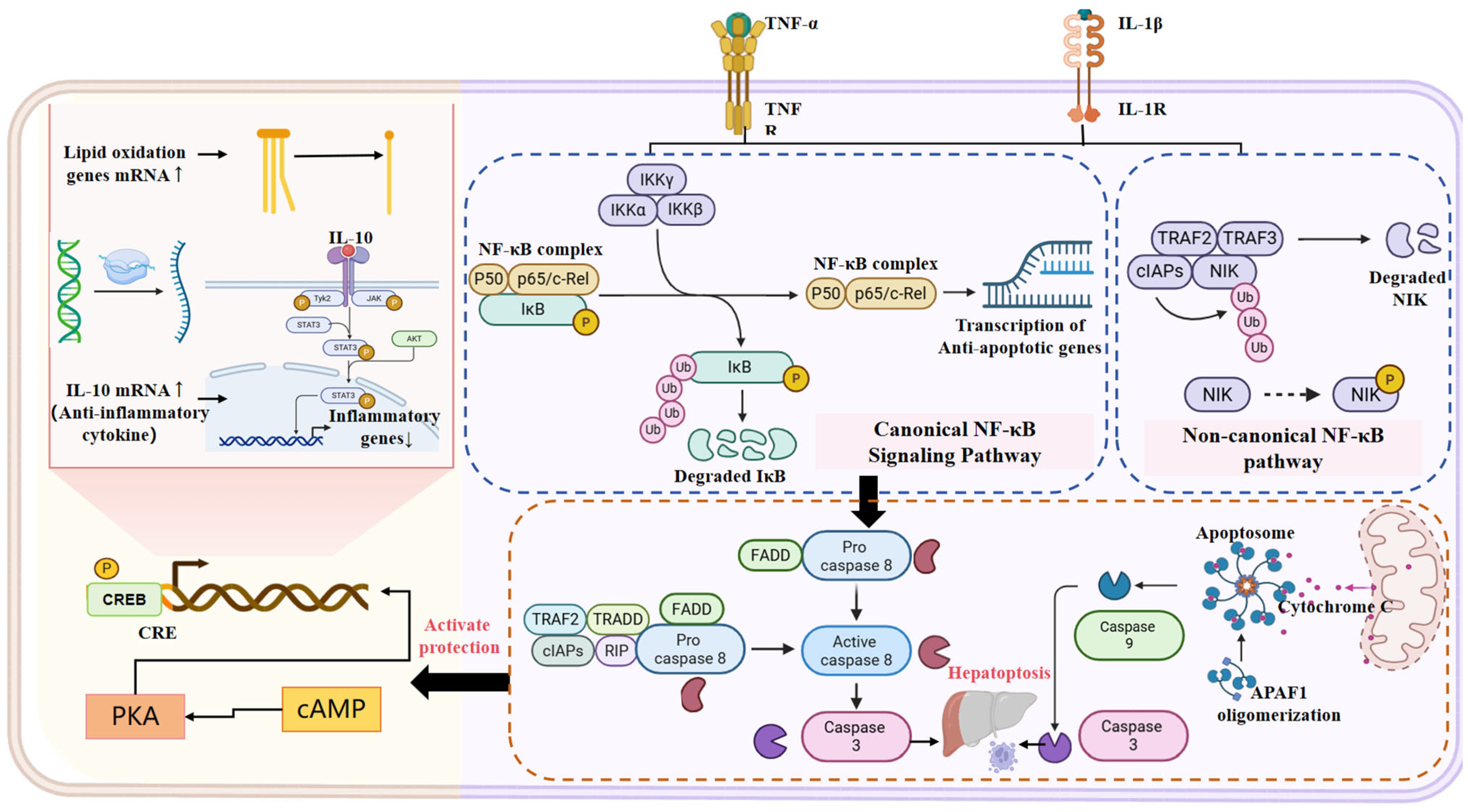 Animals 16 00236 g006