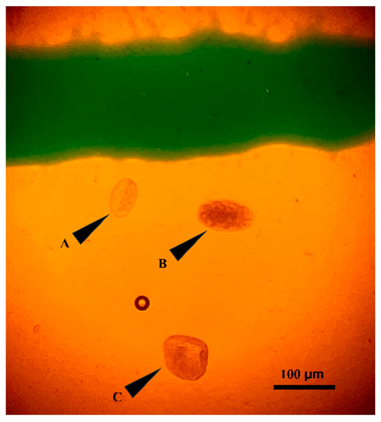 Animals 16 00248 g001