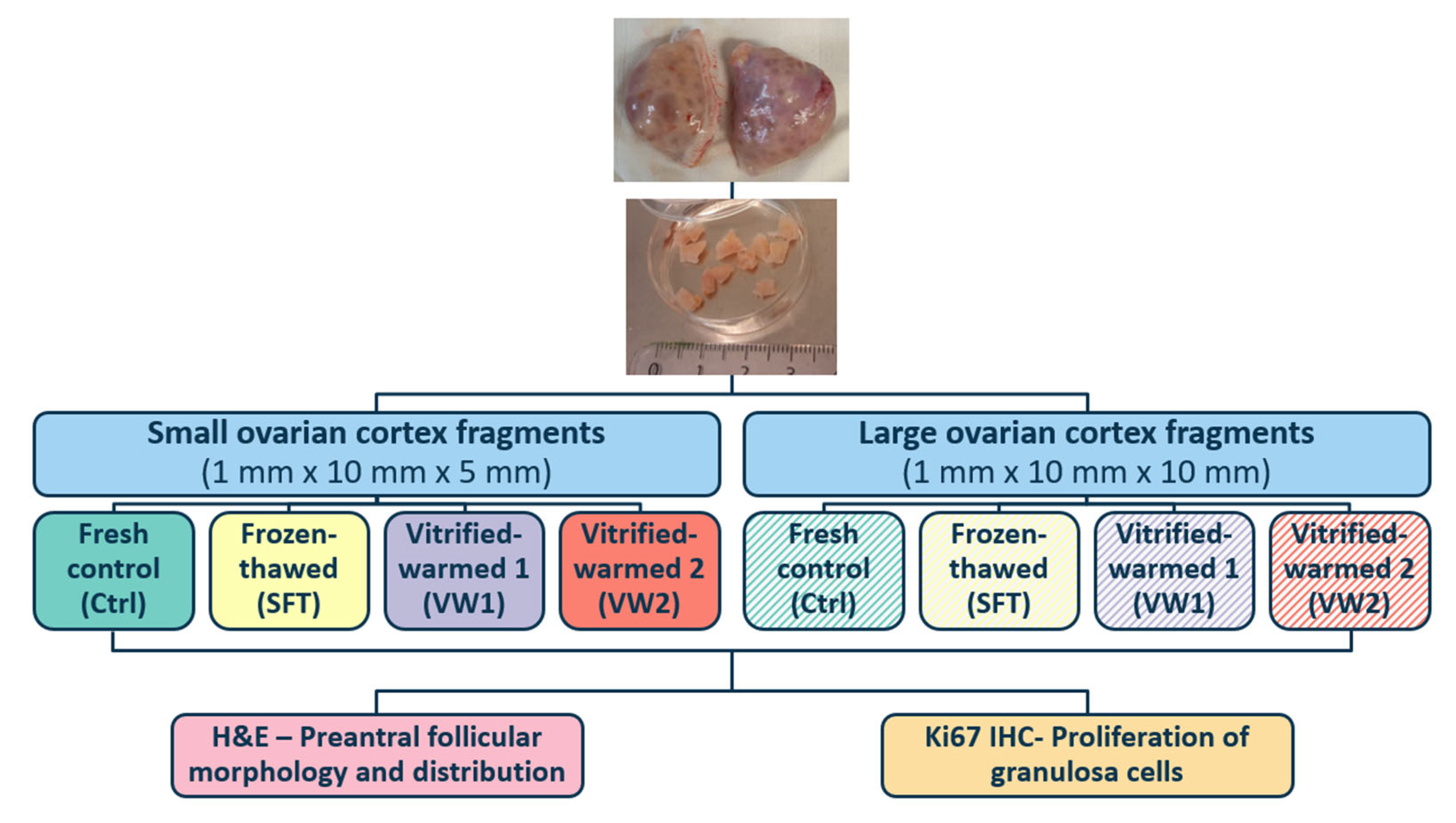 Animals 16 00266 g001
