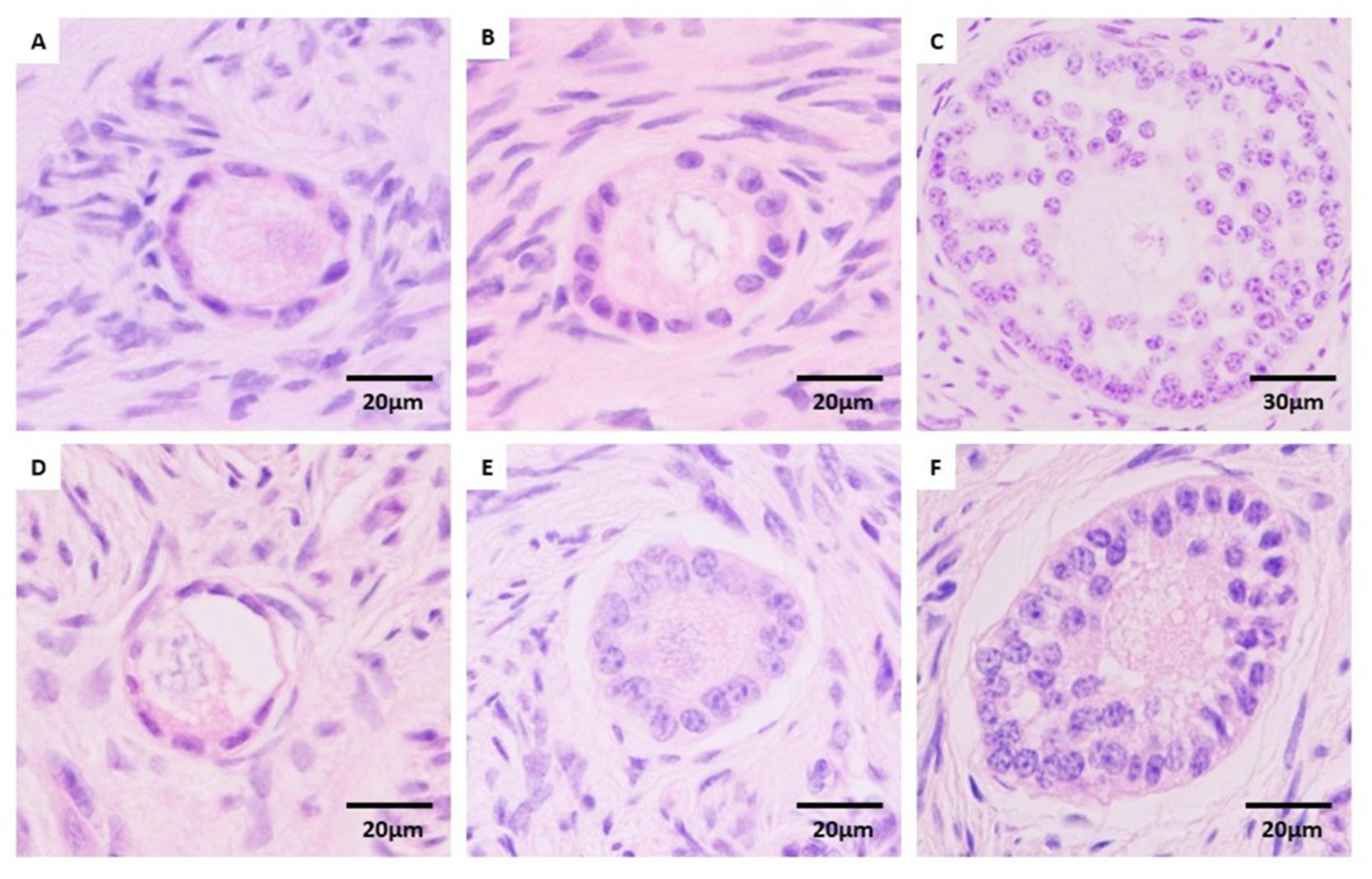 Animals 16 00266 g002