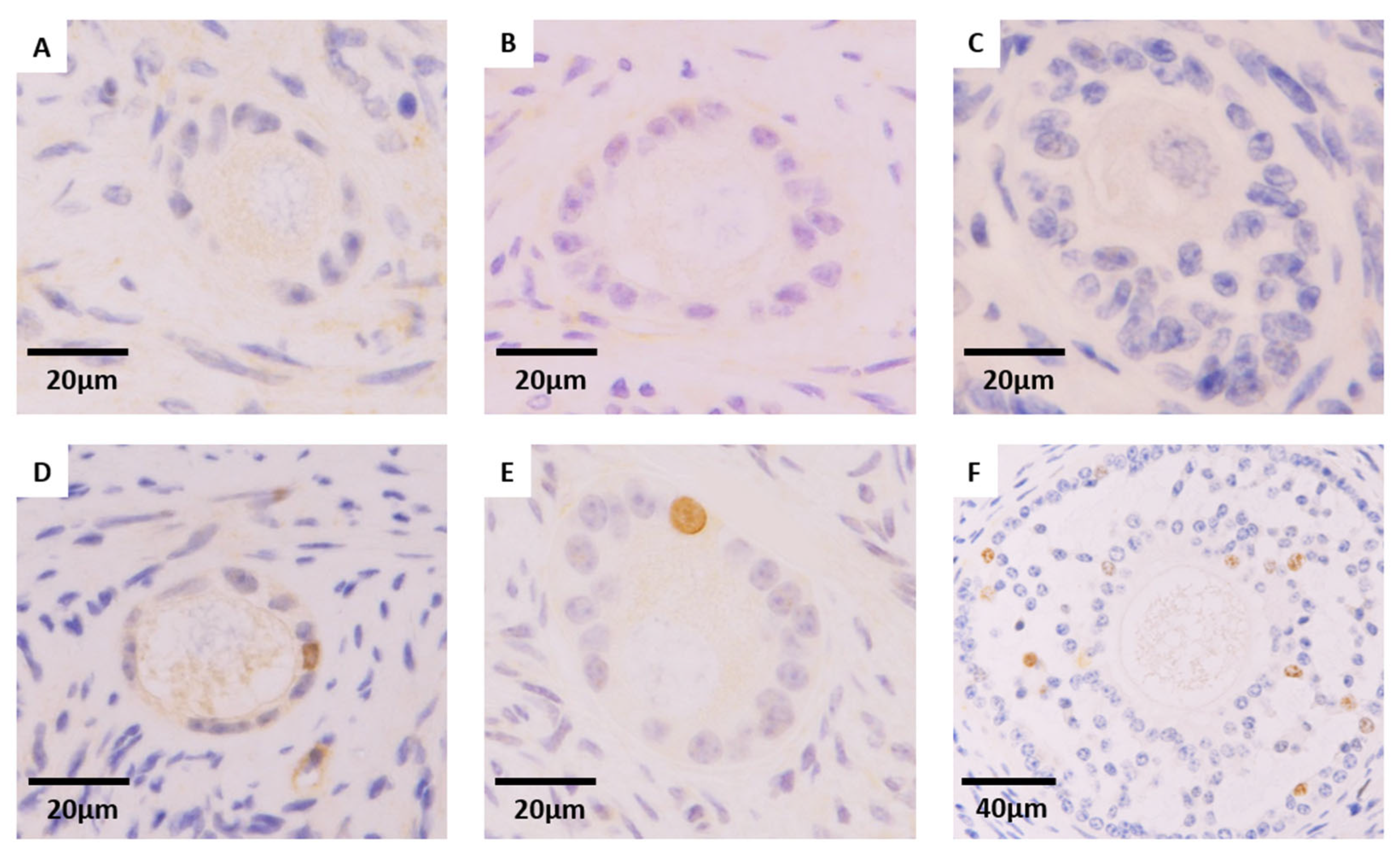 Animals 16 00266 g006