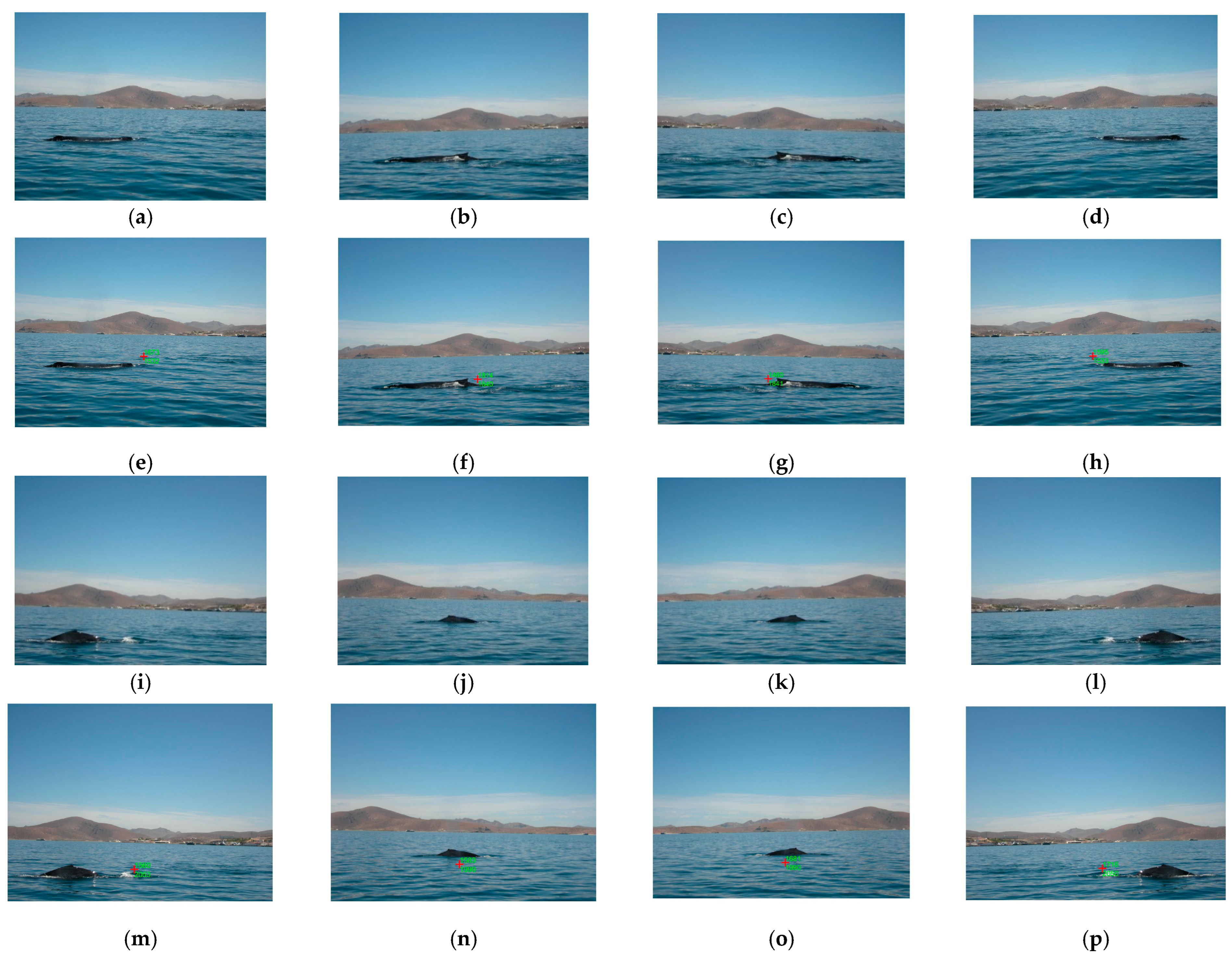 Animals 16 00281 g008