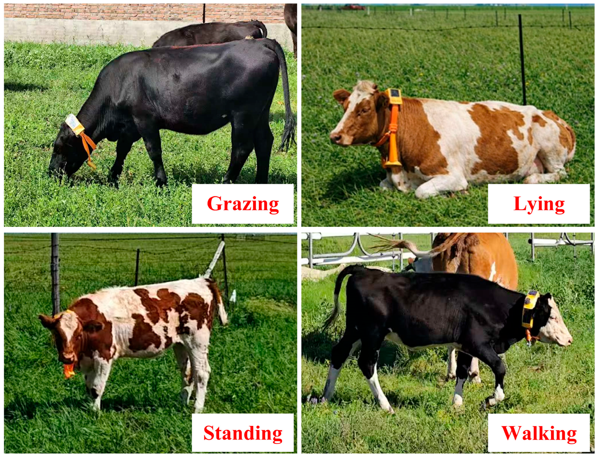 A Cattle Behavior Recognition Method Based on Graph Neural Network ...