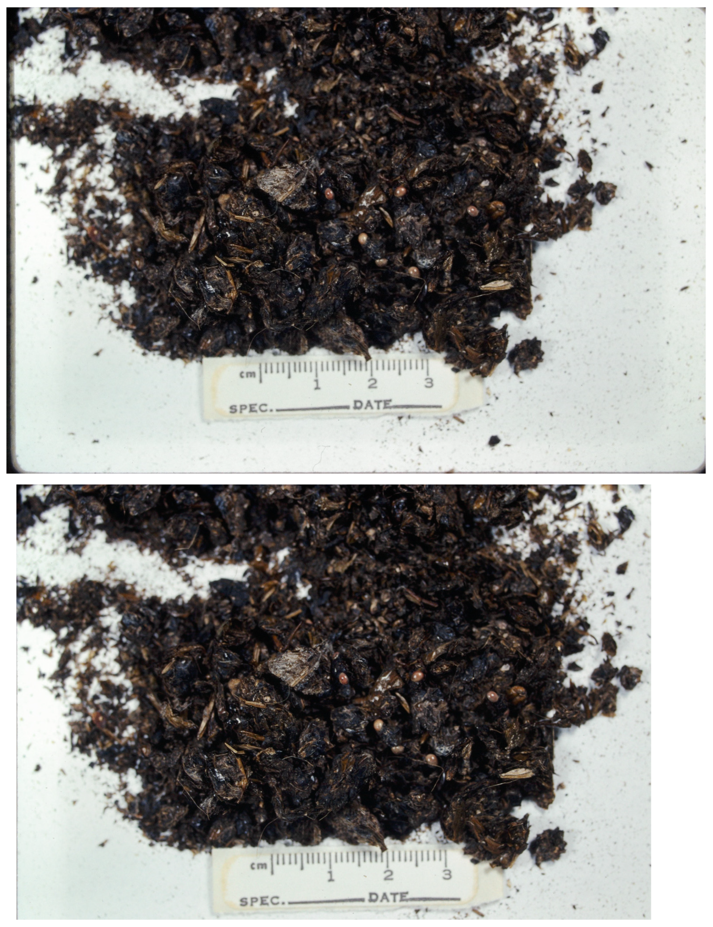 Animals 16 00454 g002