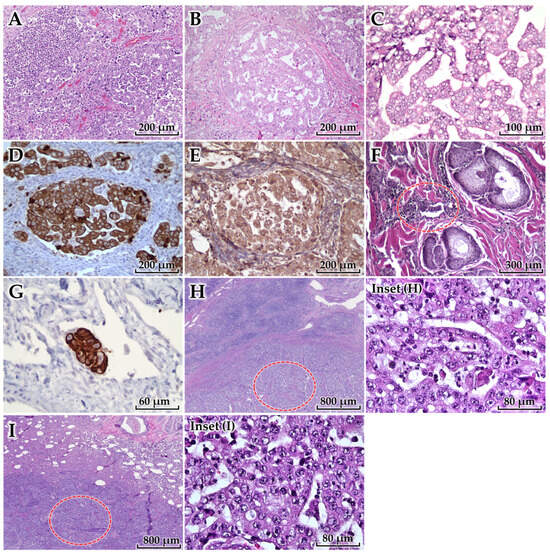 Inflammatory Mammary Carcinoma in a Captive Bengal Tiger (Panthera