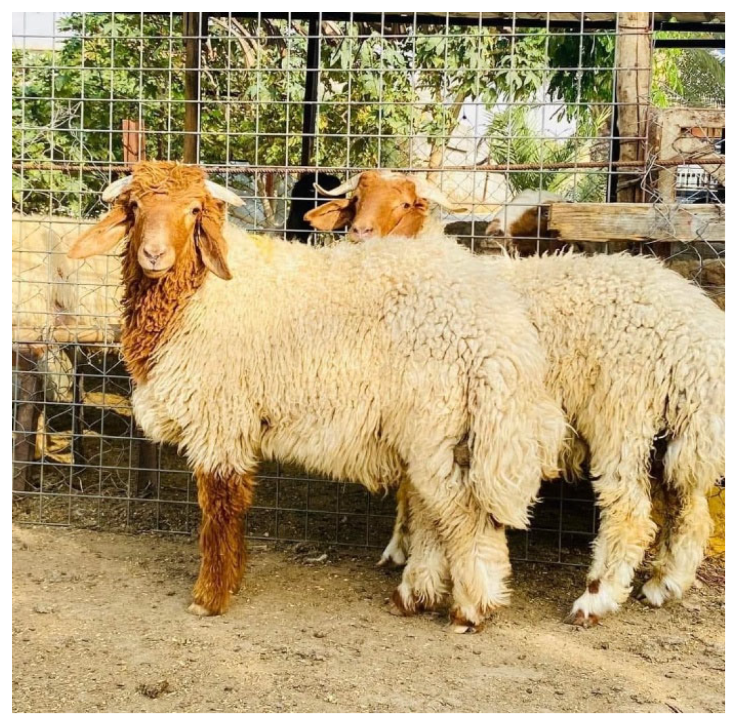 Animals 16 00867 g001 Animals 16 00867 g001