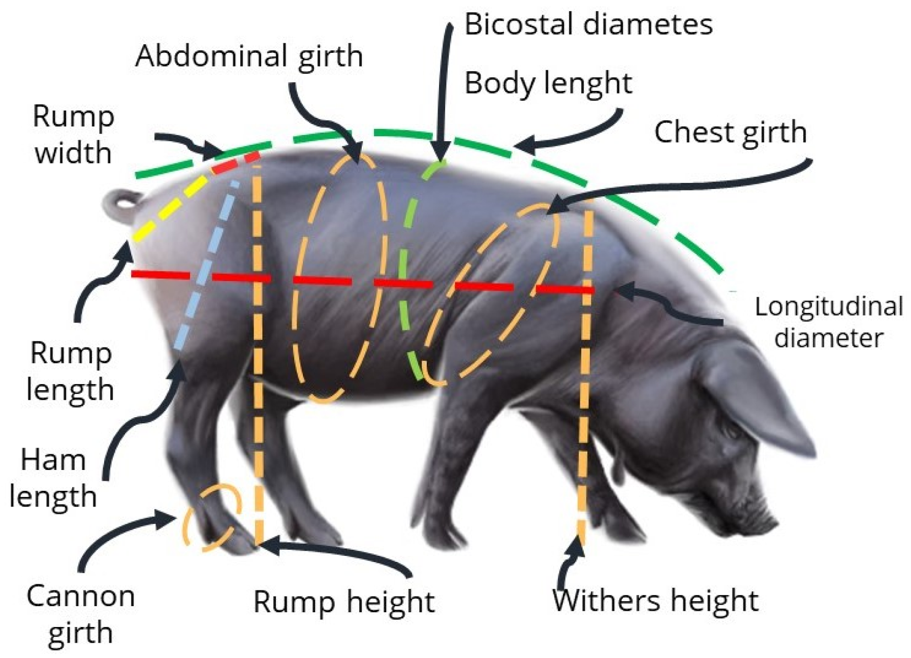 Animals 16 01134 g001