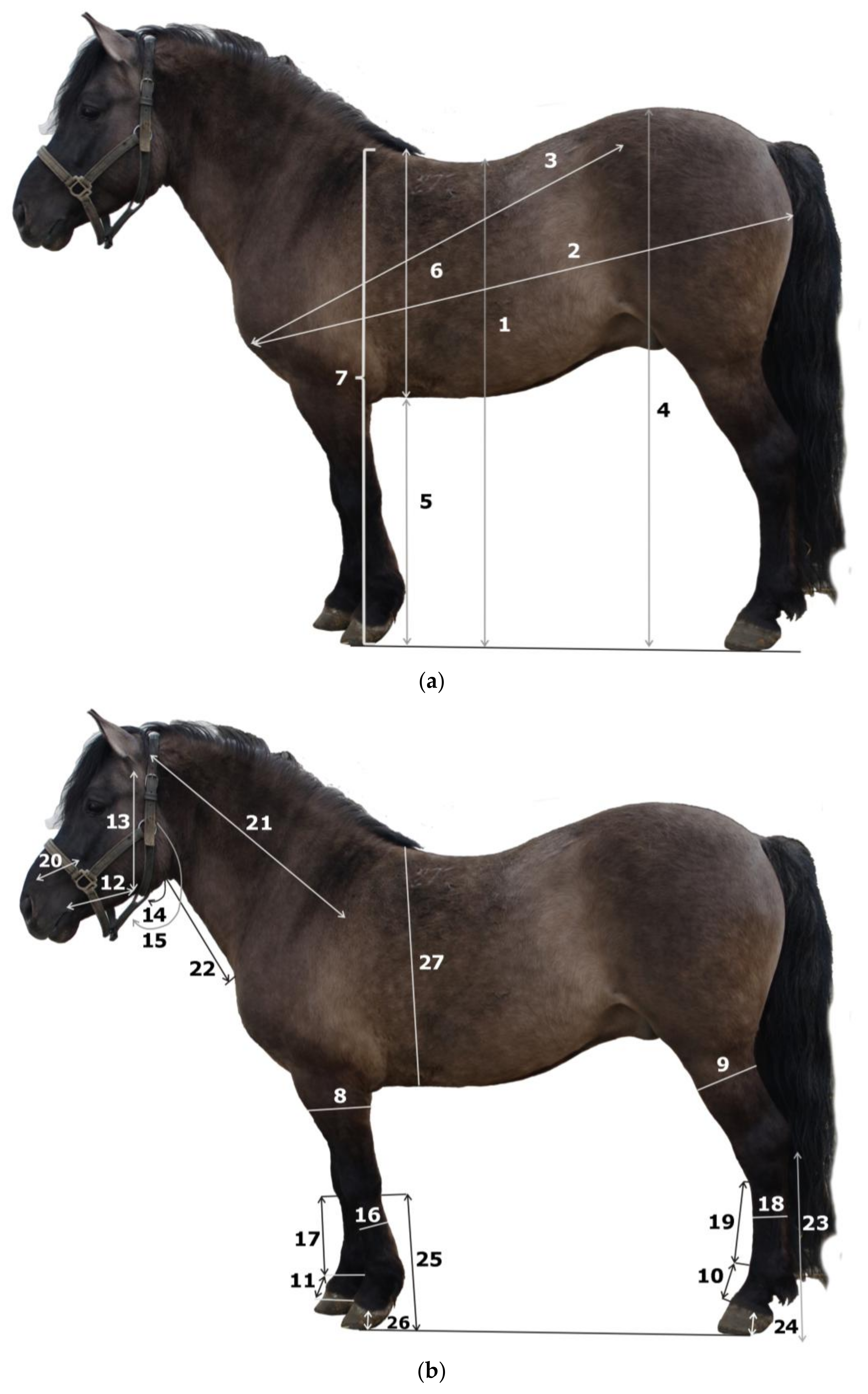 Animals 16 01190 g001a
