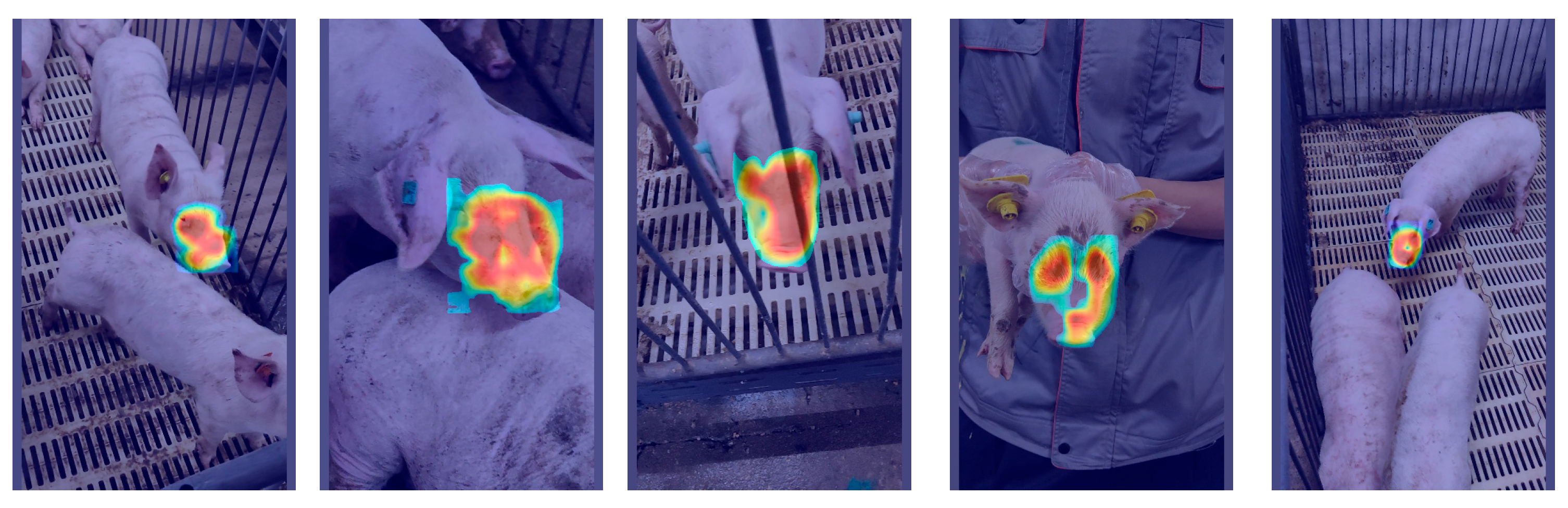 DESA-YOLO: A Growth-Stage Adaptive Pig Face Recognition Algorithm Based ...