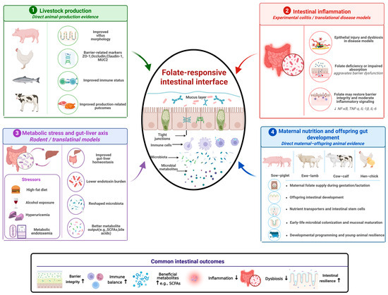Folate as a Key Regulator of Animal Intestinal Homeostasis: From Metabolism to Microbiota and Barrier Function Folate as a Key Regulator of Animal Intestinal Homeostasis: From Metabolism to Microbiota and Barrier Function