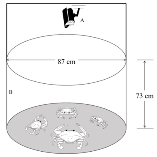 Size-Dependent Agonistic Interaction Patterns in Juvenile Male