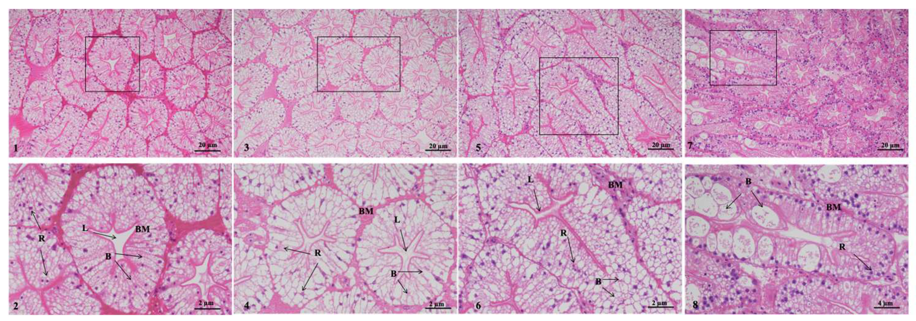 Time-Dependent Polystyrene Nanoplastic Toxicity in Cherax
