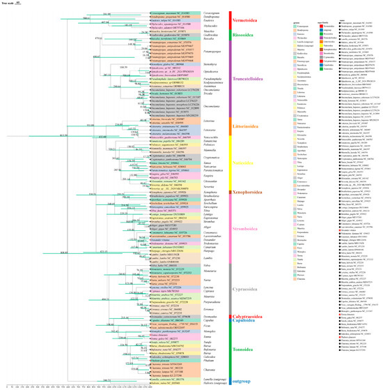 Characteristics of Mitochondrial Genomes and Phylogenetic Analysis