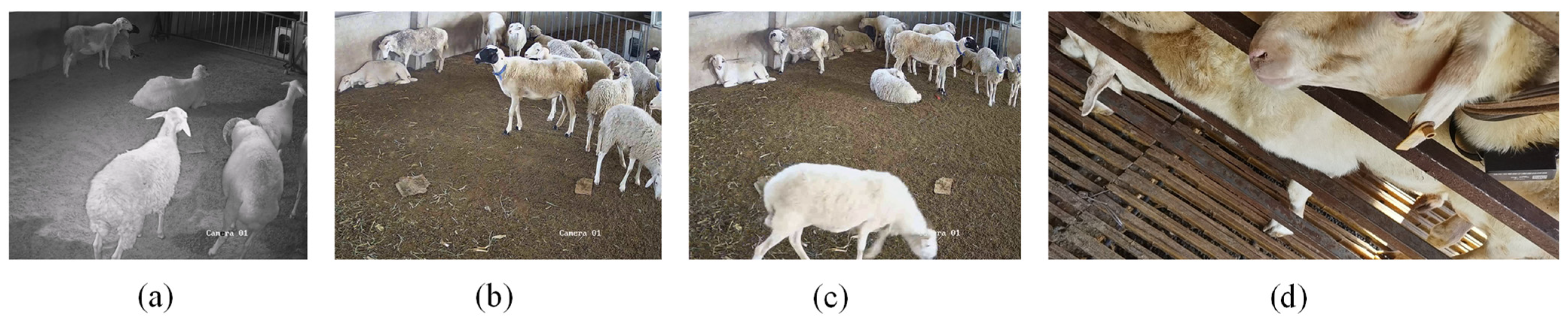 Animals 16 02351 g001