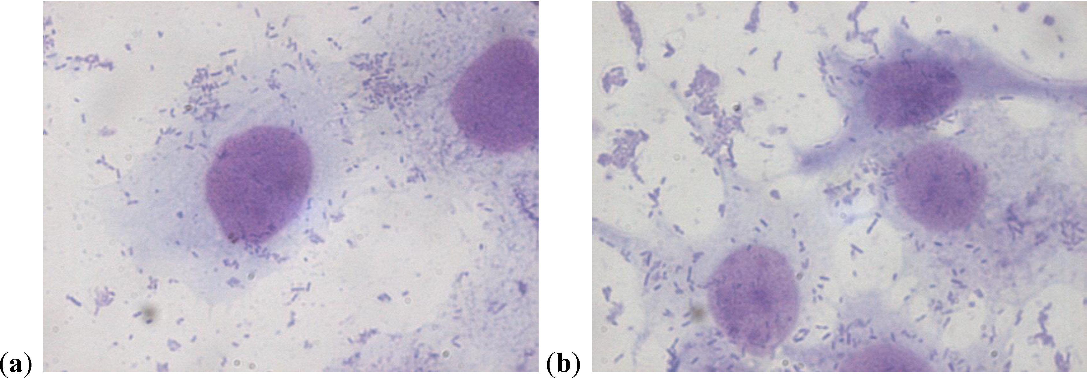 Antibiotics 03 00143 g003
