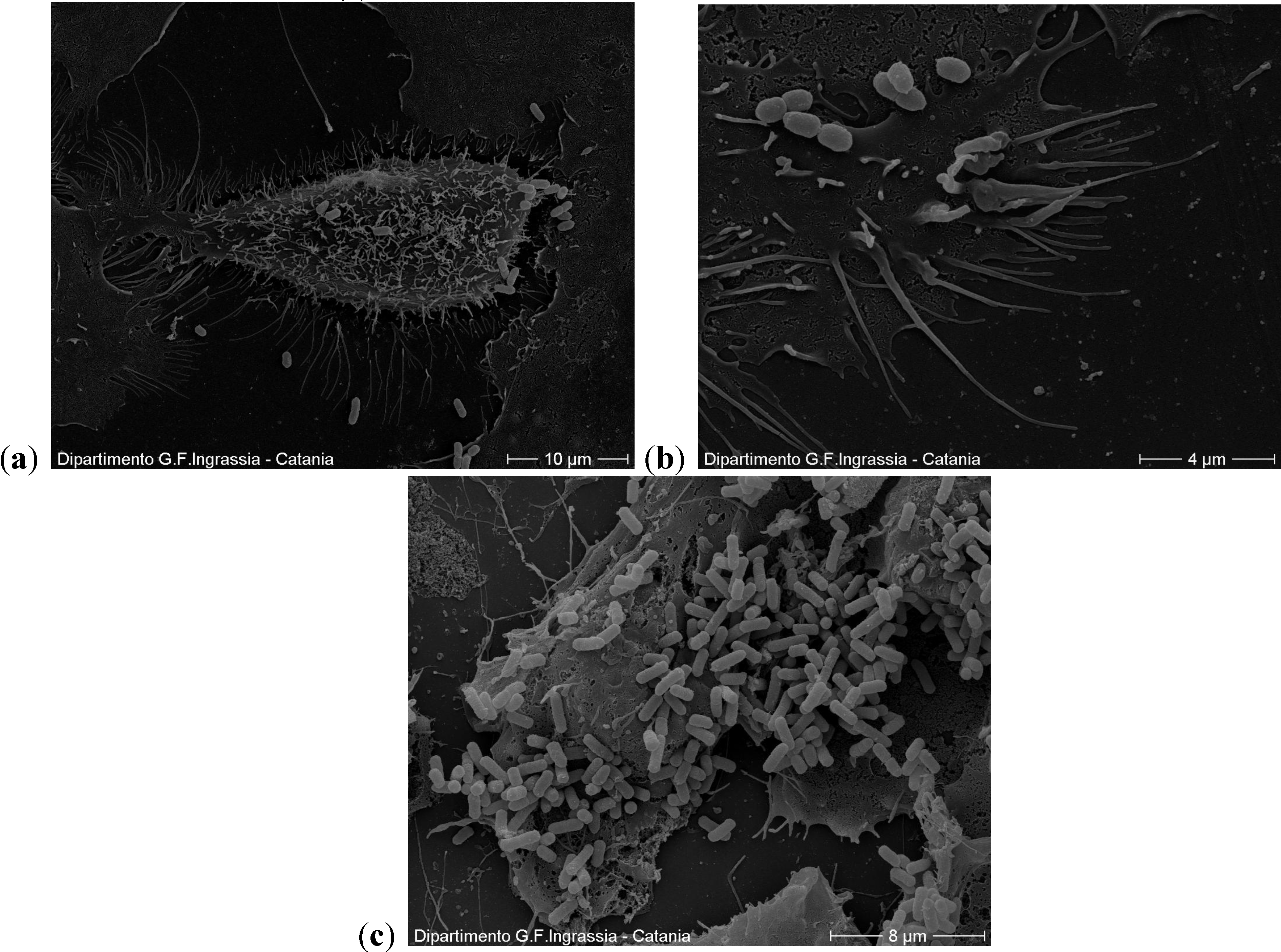 Antibiotics 03 00143 g005