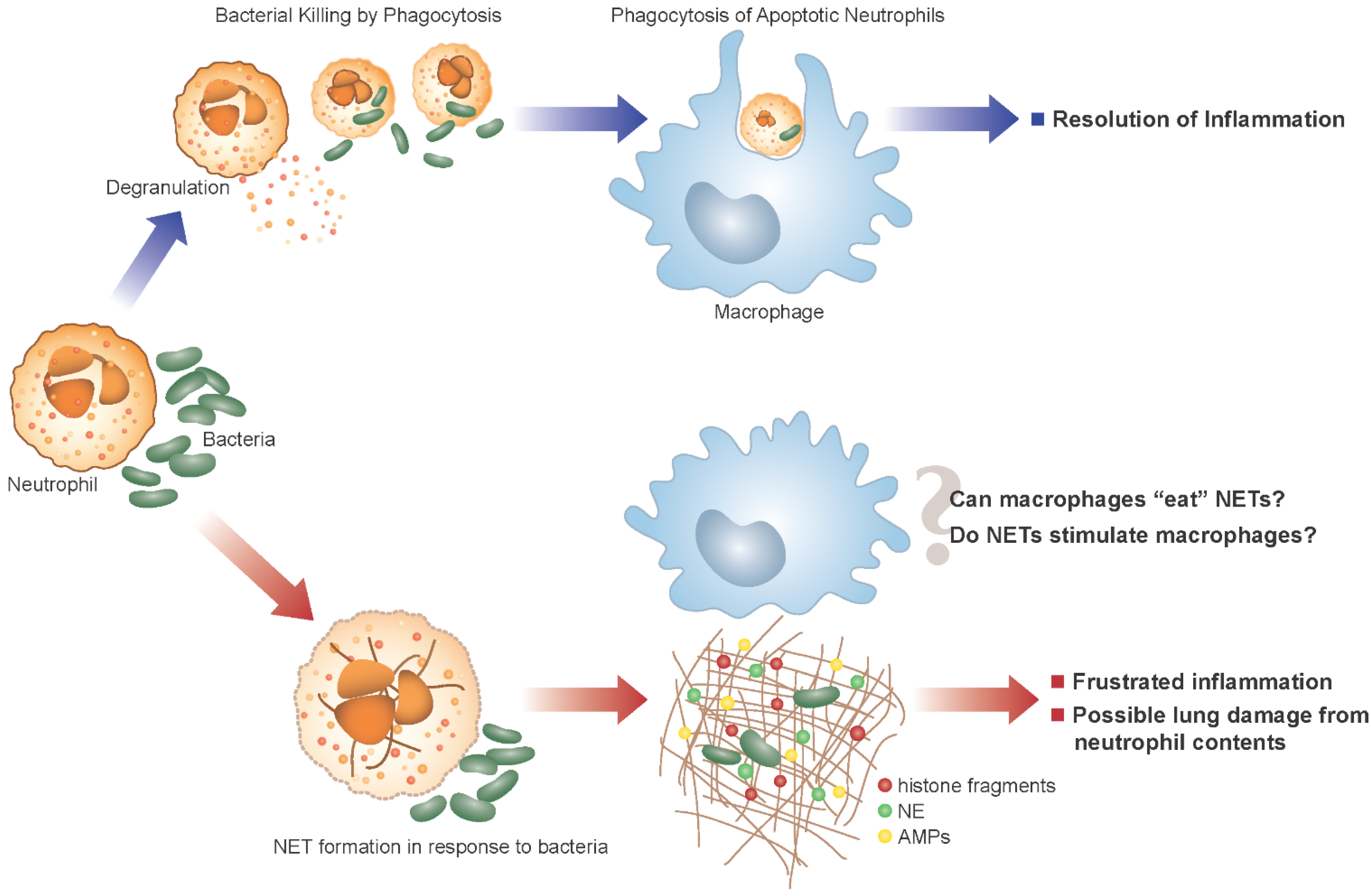 nets antibiotics cf lung figure disease prospects status future current