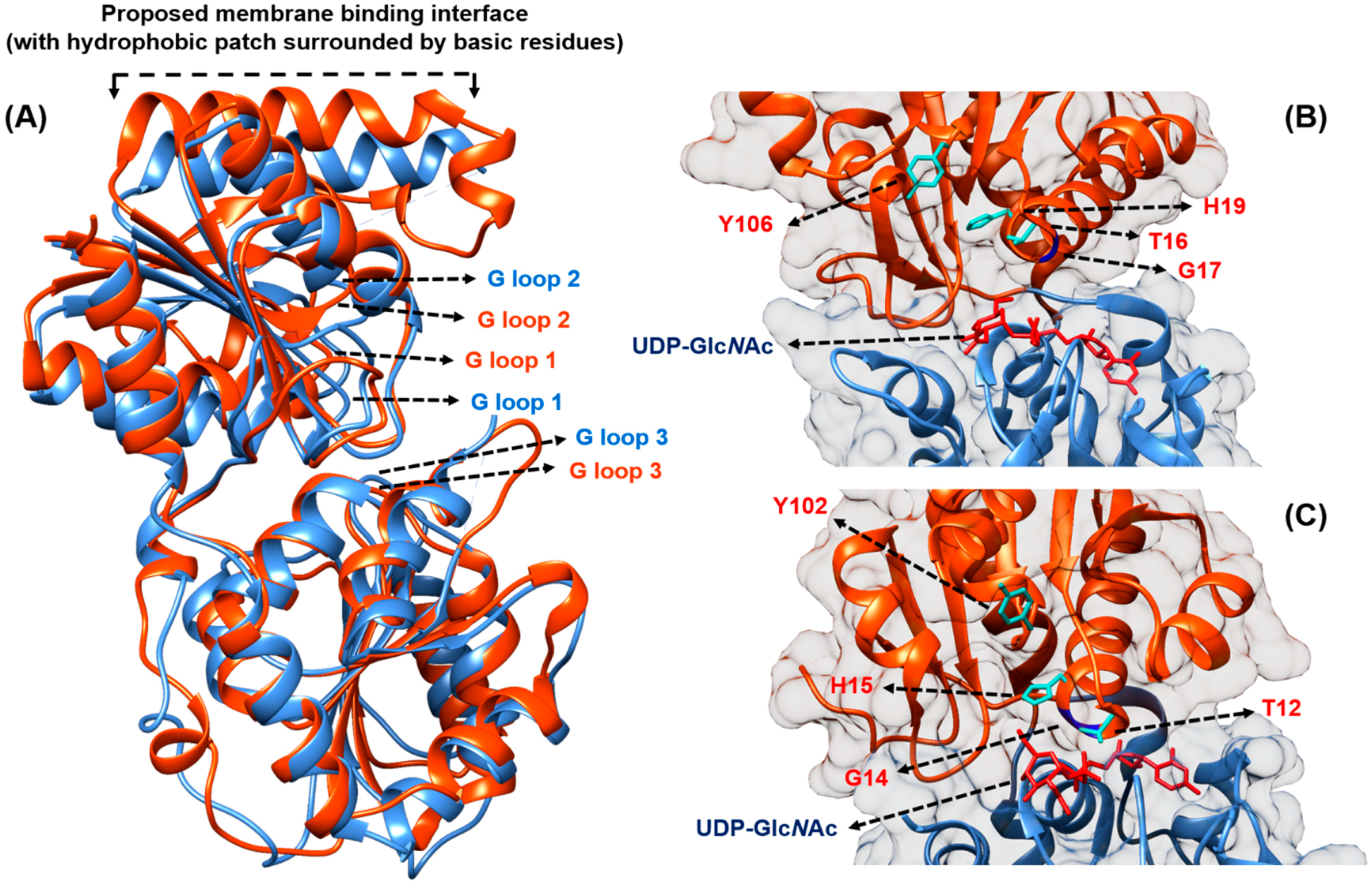 Antibiotics 04 00495 g003 1024