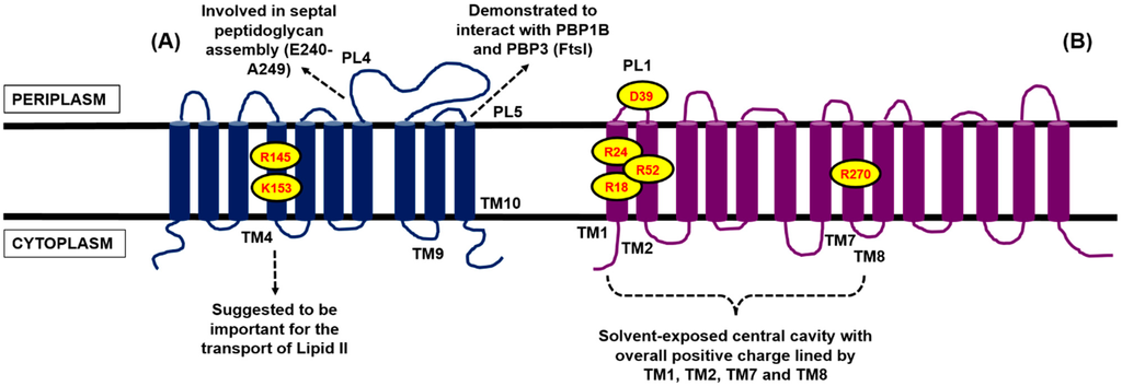 pbp3 gene pbp3 gene