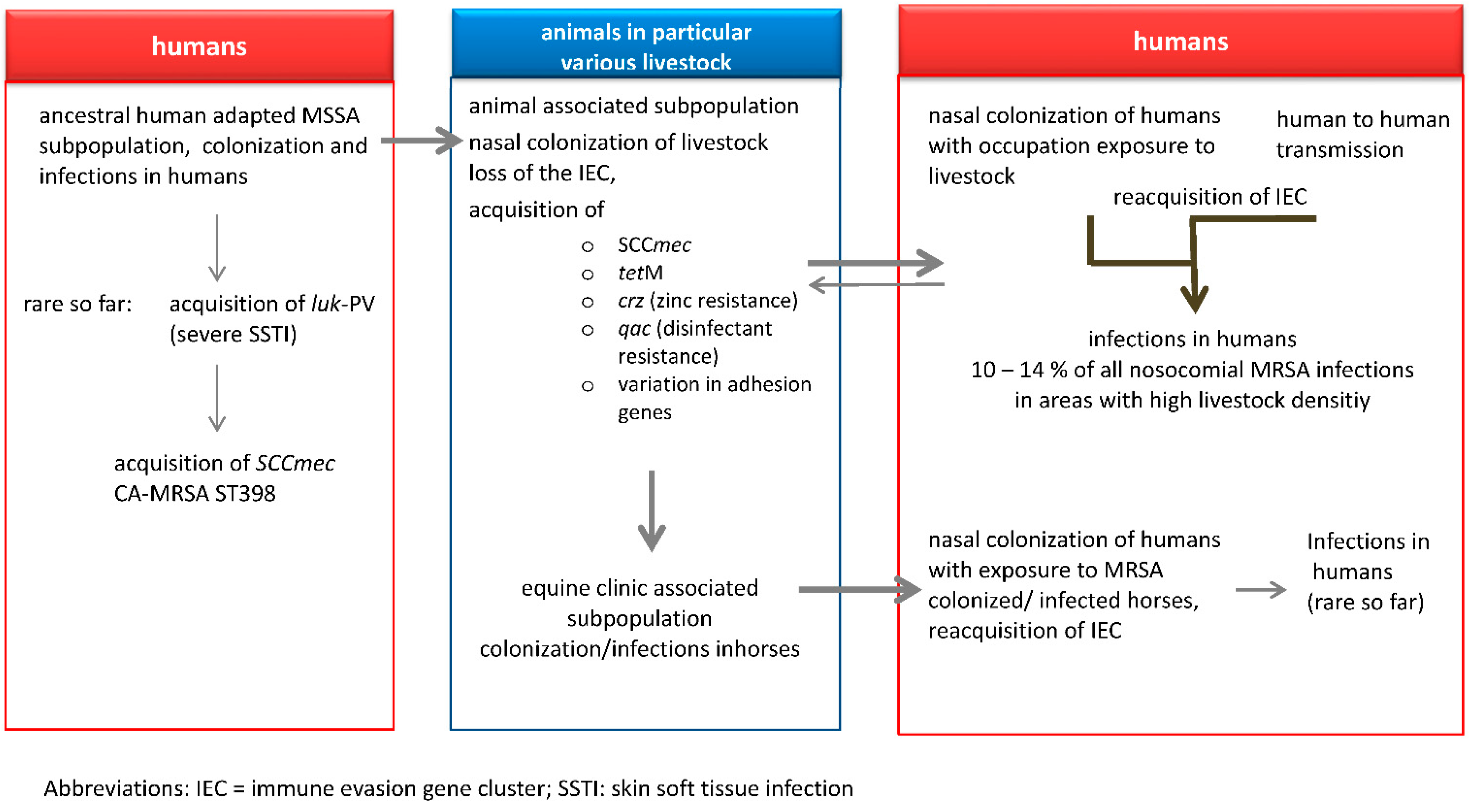 Antibiotics Free Full Text Livestock Associated Mrsa The Impact On Humans