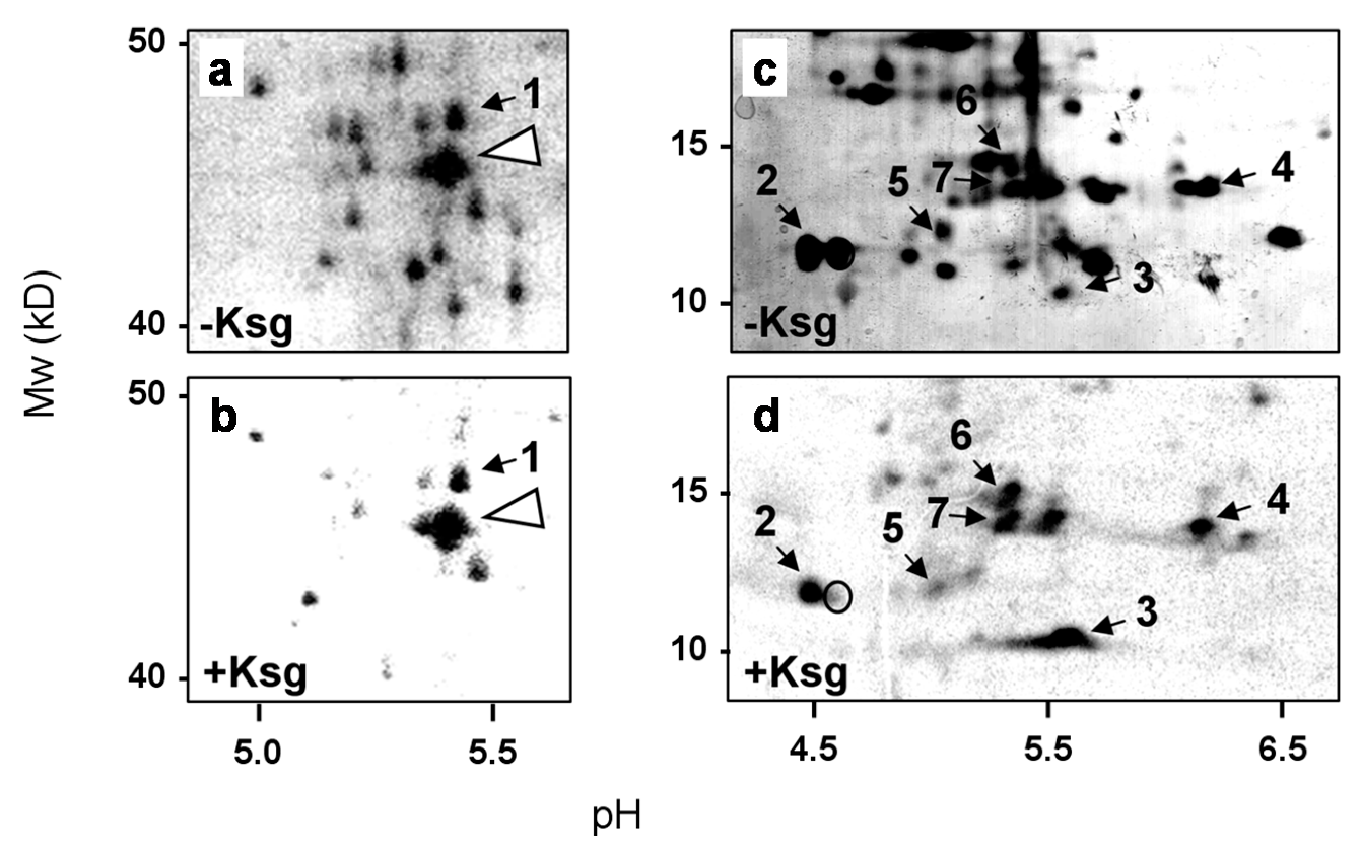 Antibiotics 05 00019 g002 1024
