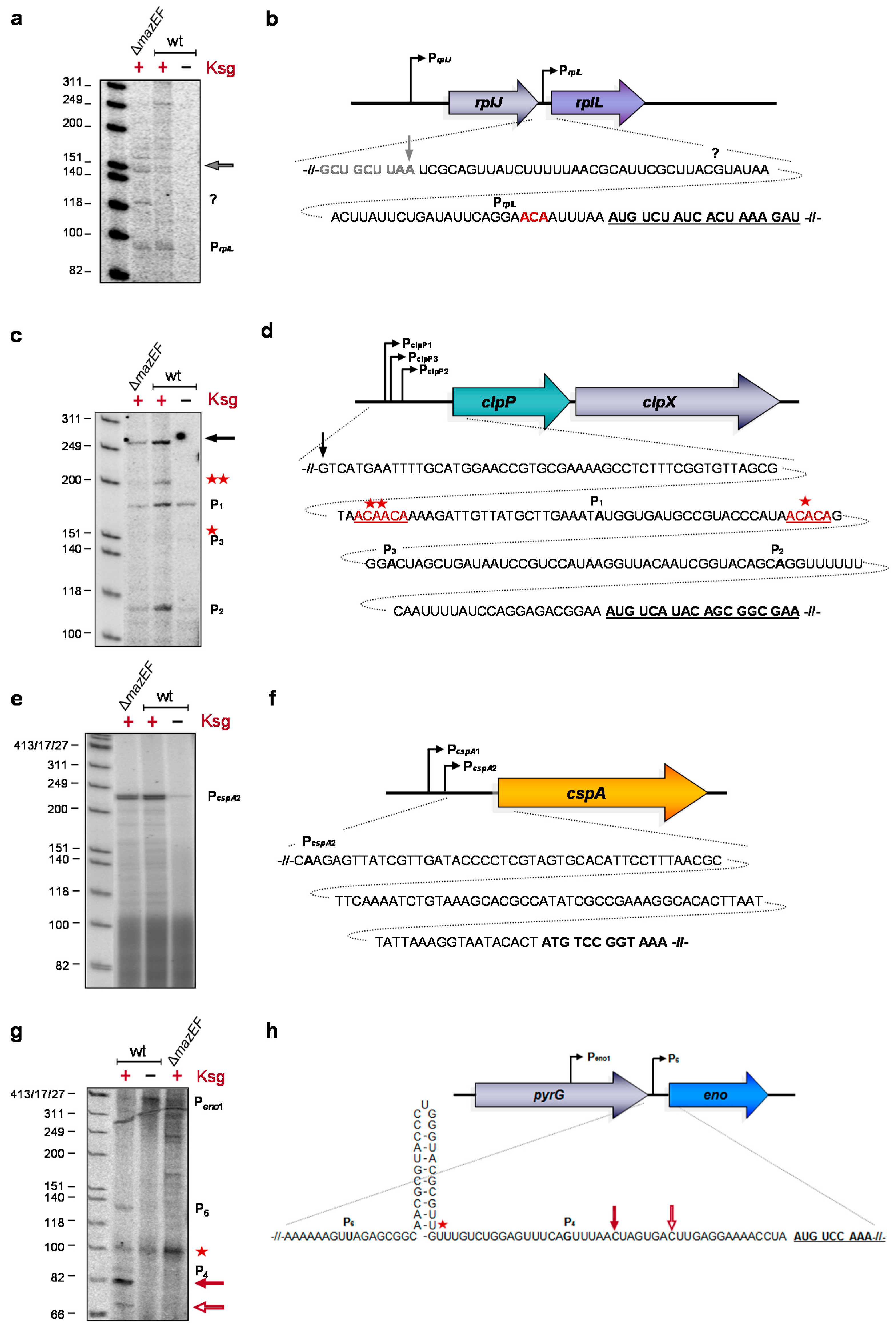 Antibiotics 05 00019 g003 1024