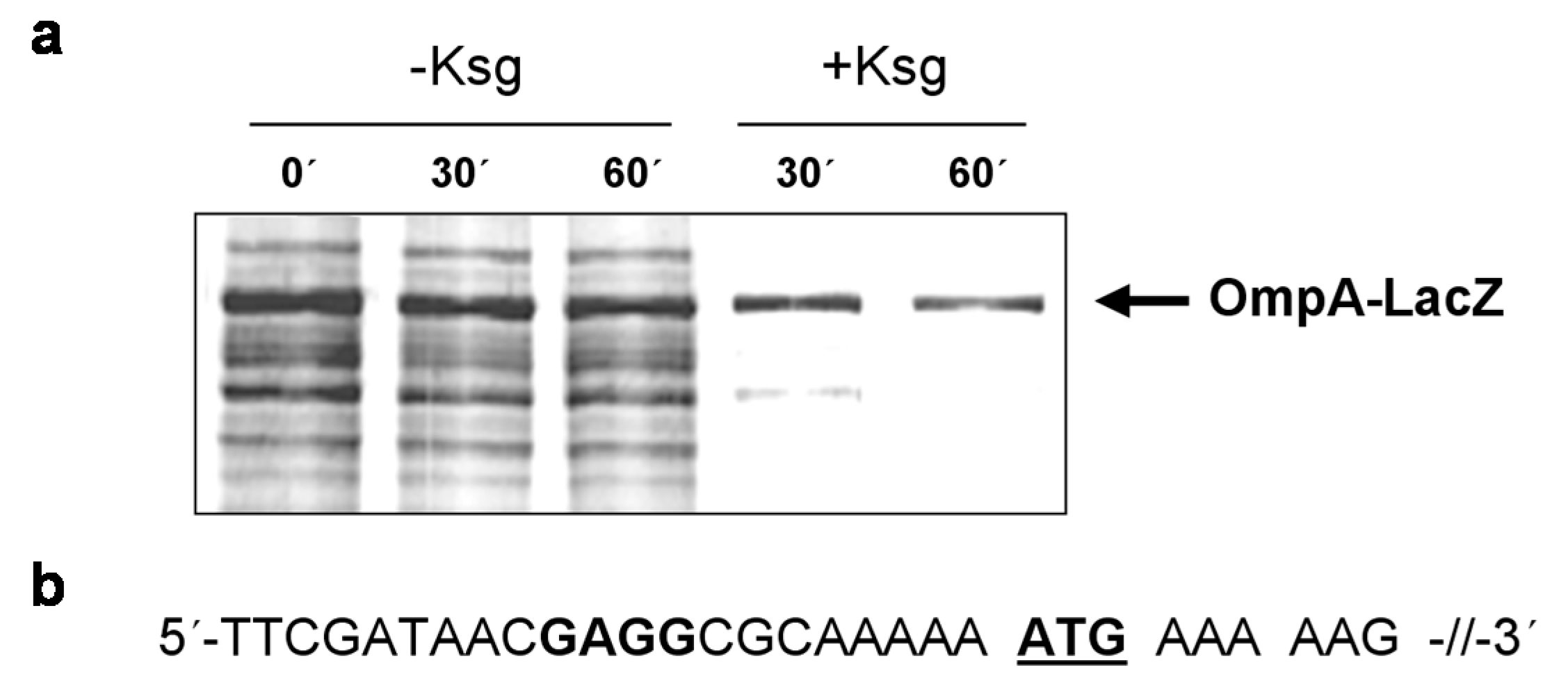 Antibiotics 05 00019 g004 1024