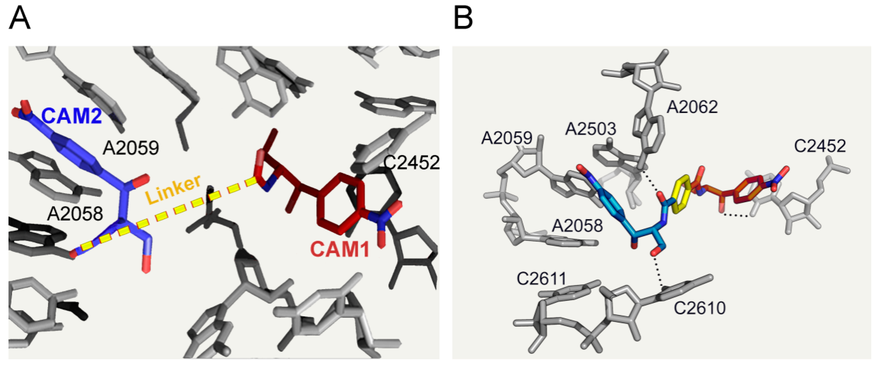 Antibiotics 05 00020 g013