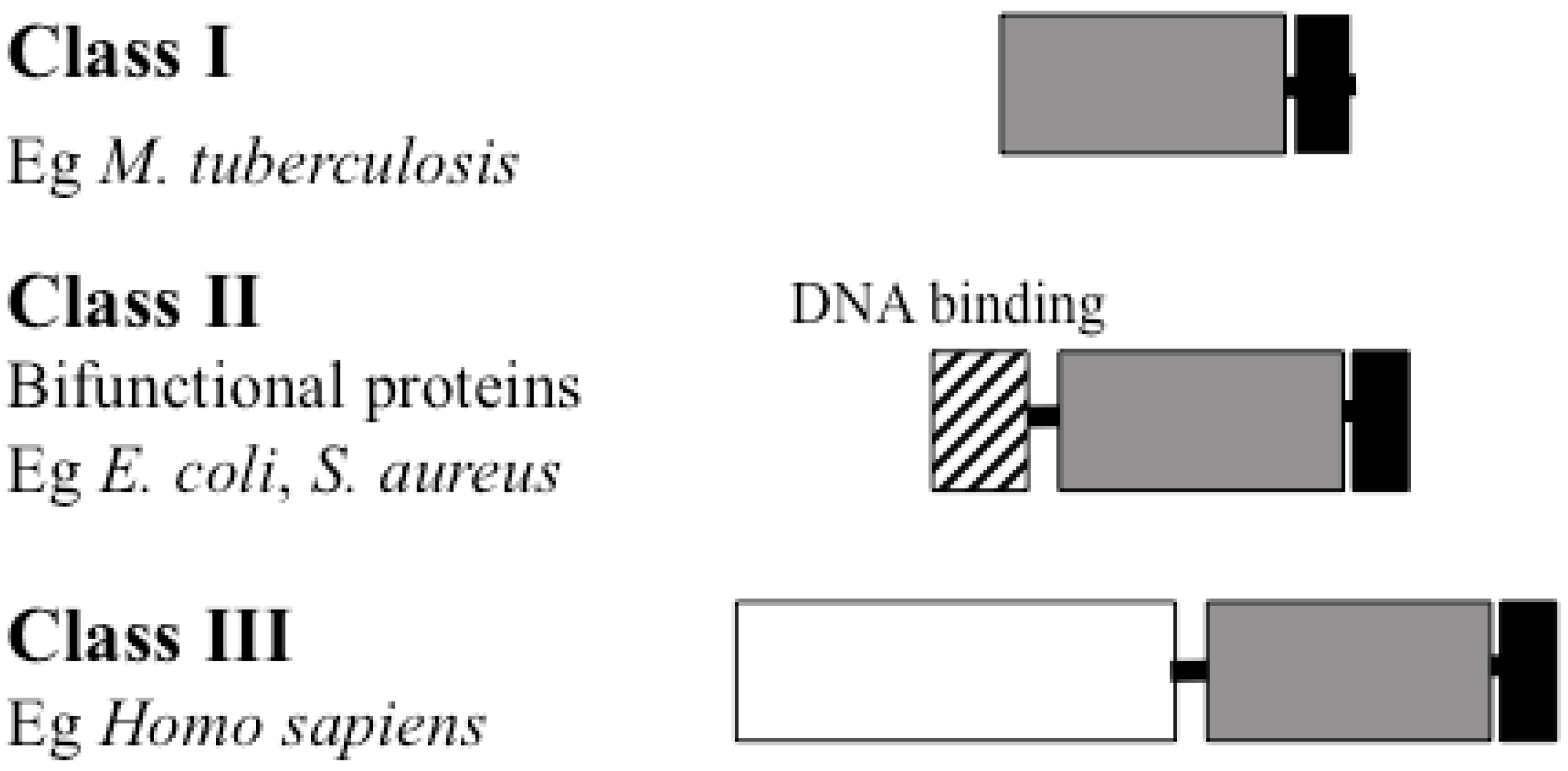 Antibiotics | Free Full-Text | Biotin Protein Ligase Is a ...