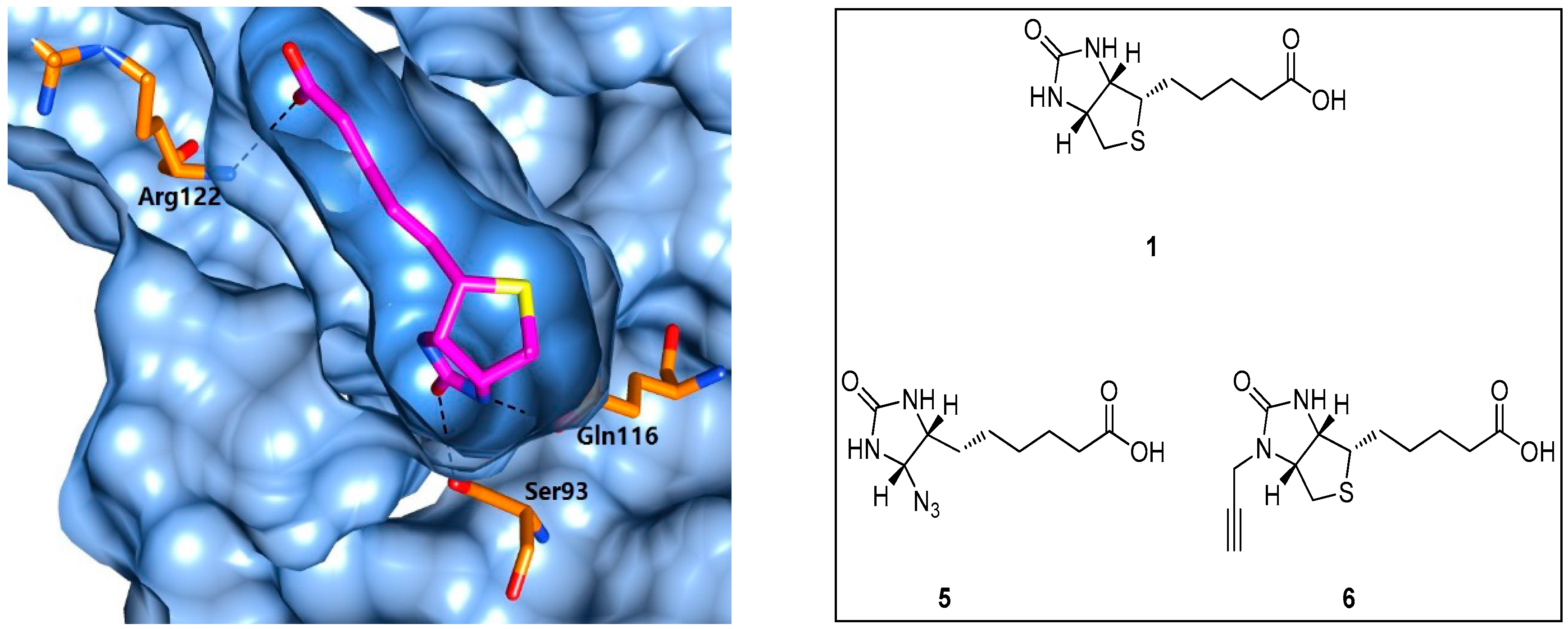 Antibiotics 05 00026 g006 1024