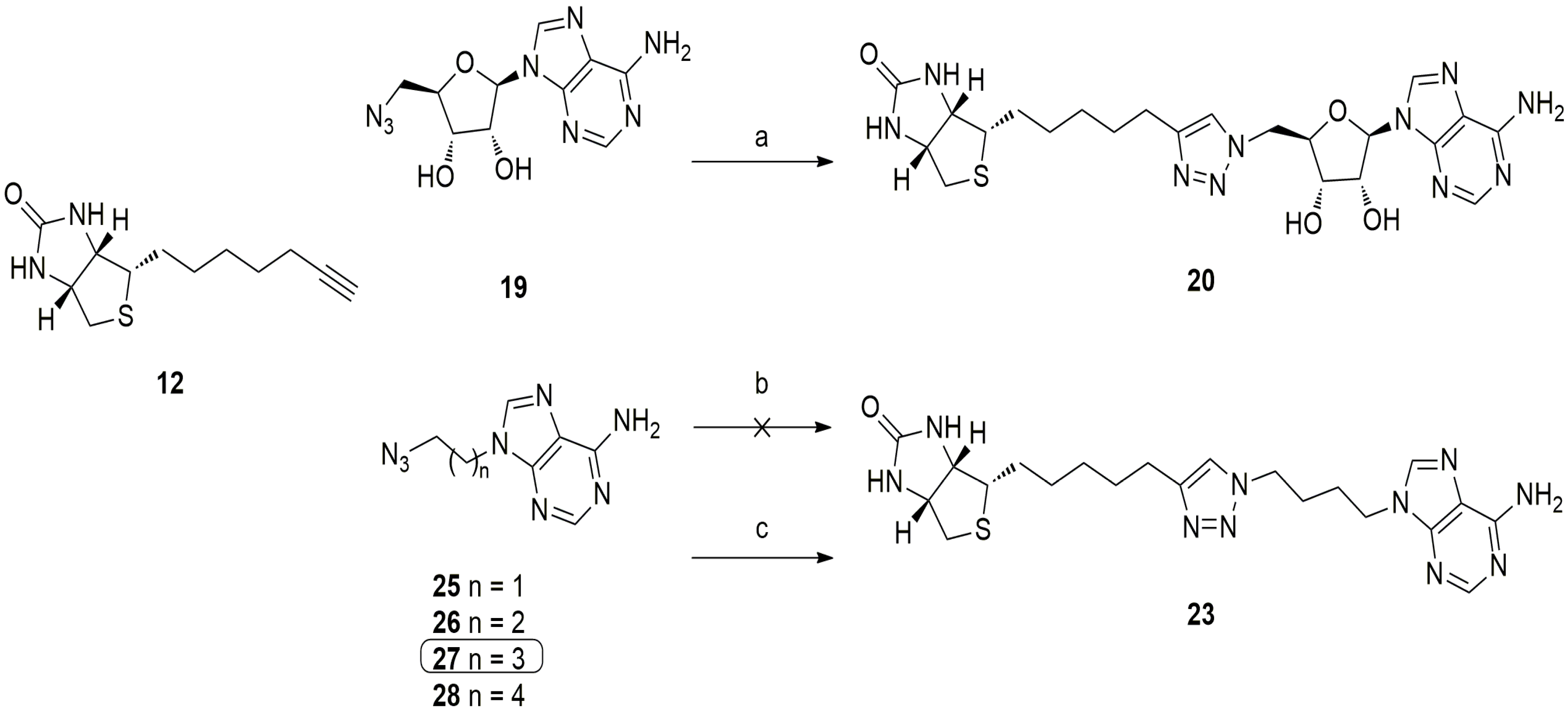Antibiotics 05 00026 sch003 1024