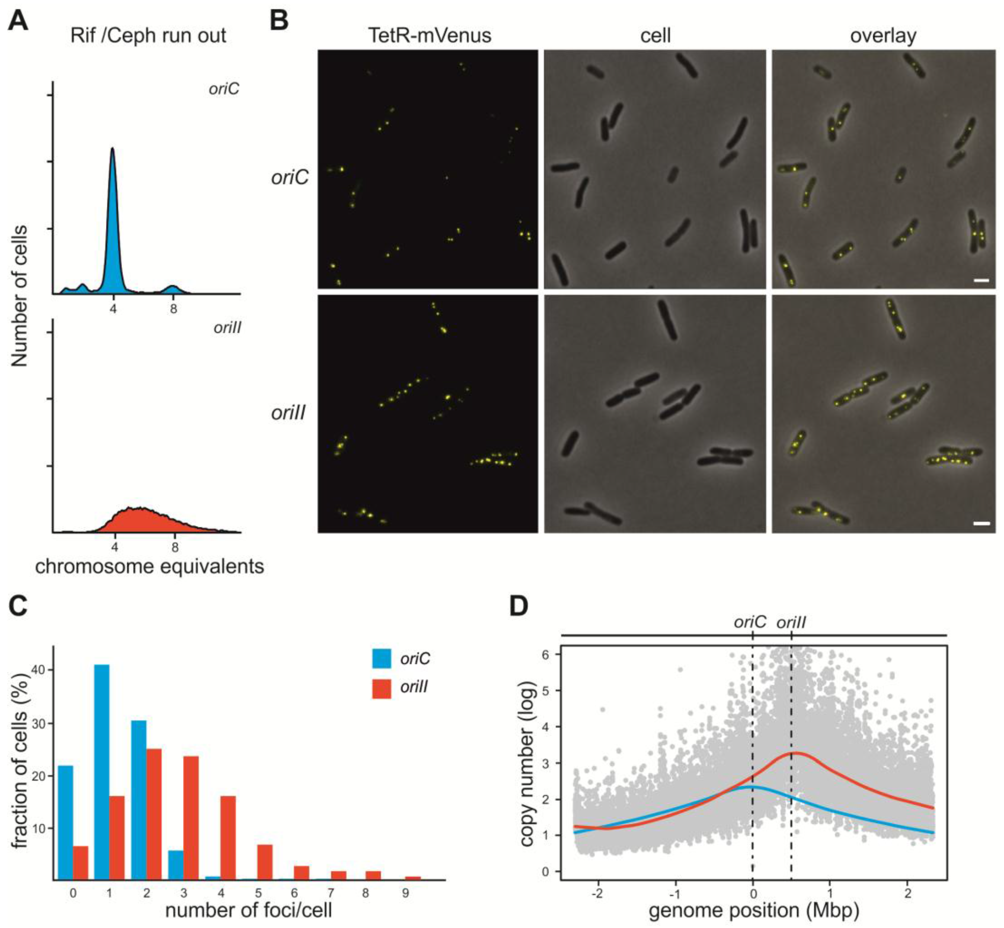 Antibiotics Free Full Text Establishing A System For Testing Replication Inhibition Of The Vibrio Cholerae Secondary Chromosome In Escherichia Coli Html