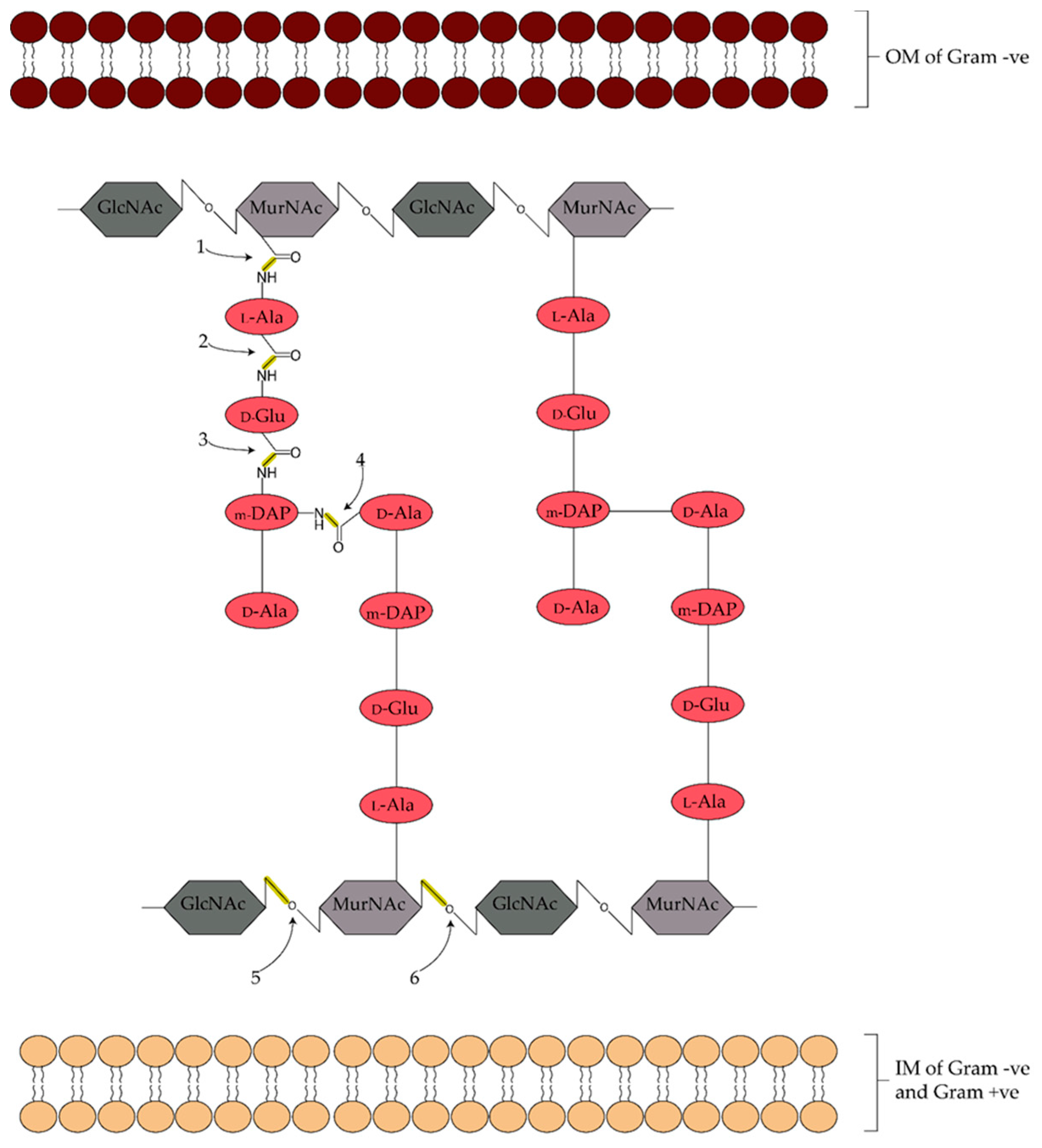 Antibiotics 07 00017 g002