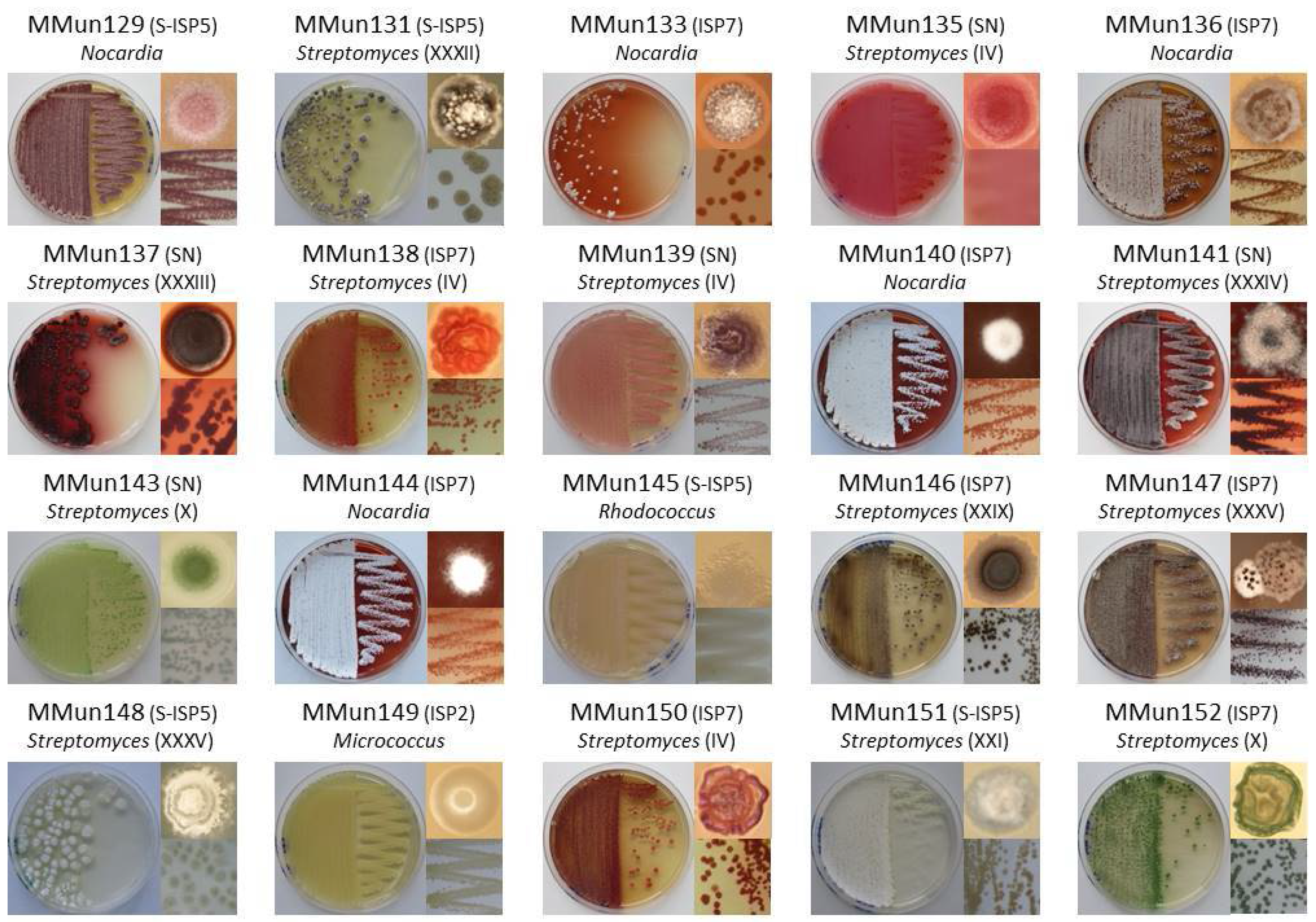 Antibiotics 07 00028 g003a