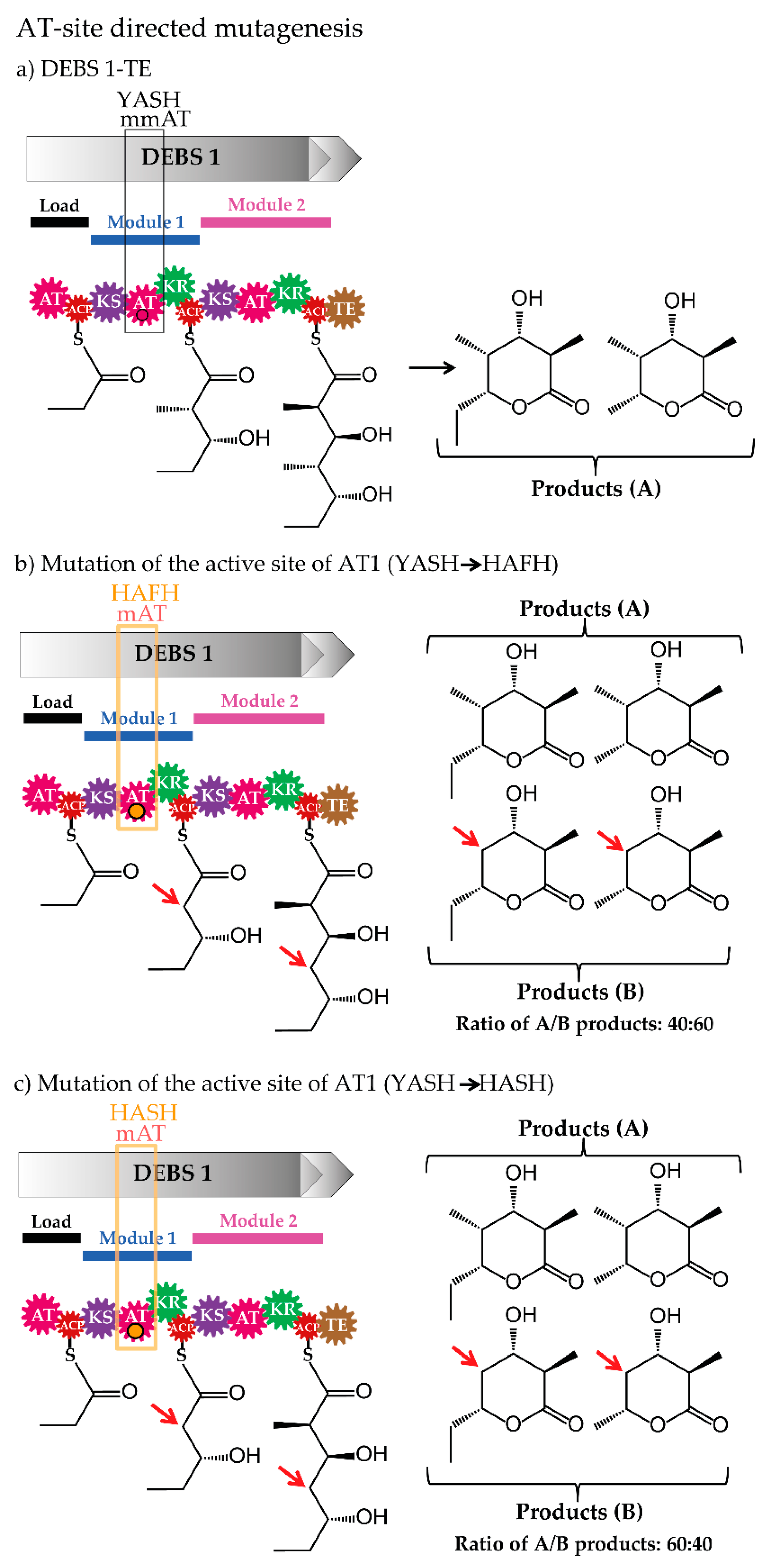 Antibiotics 07 00062 g005