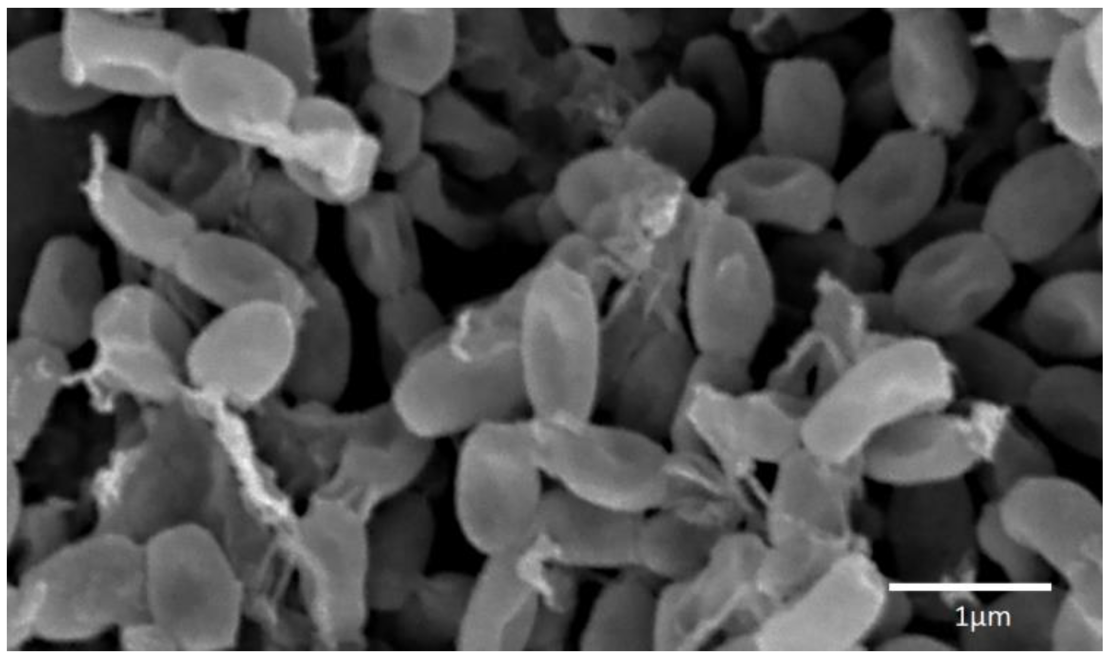 Antibiotics 07 00094 g002