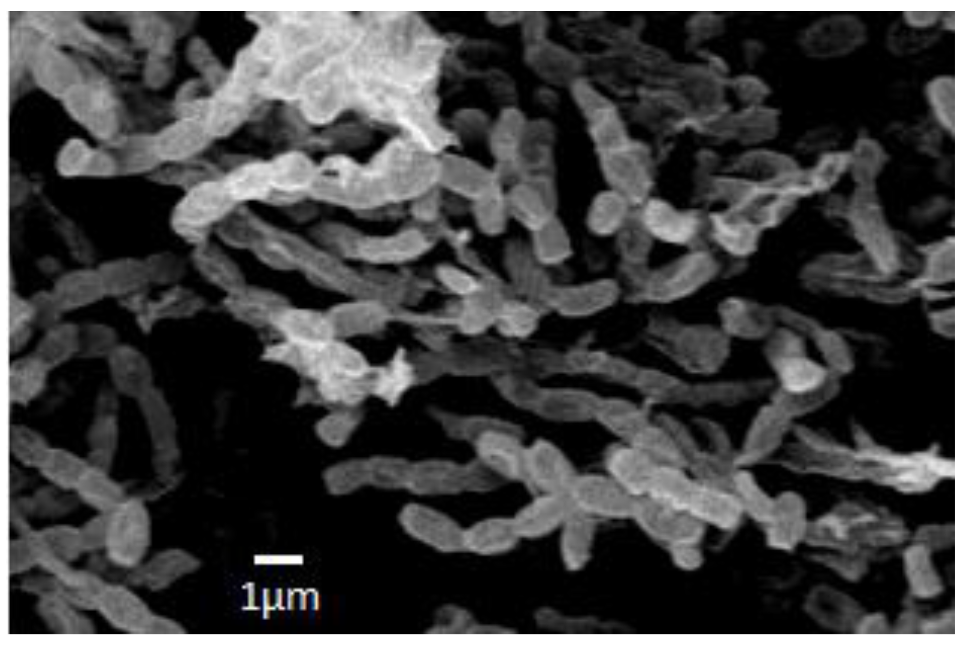 Antibiotics 07 00094 g004