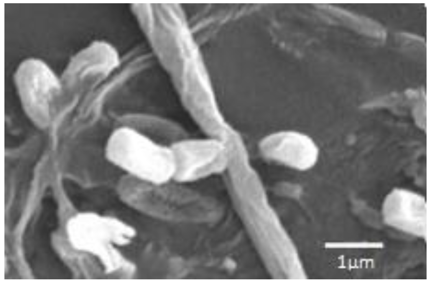 Antibiotics 07 00094 g005