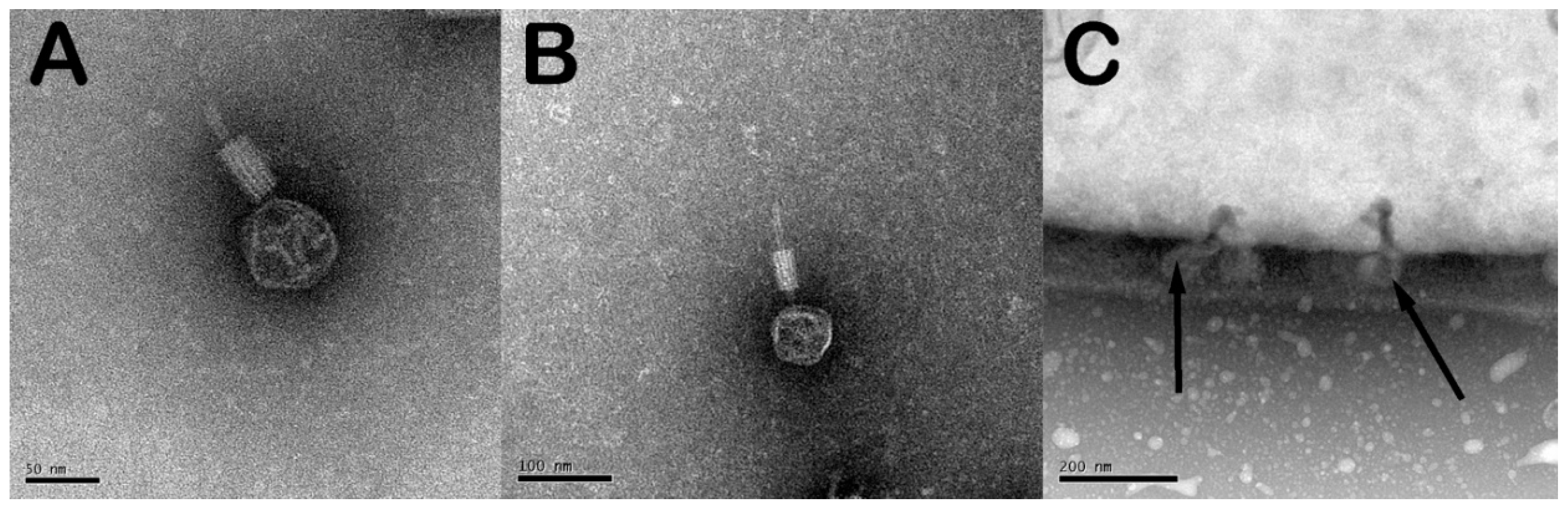 Antibiotics 07 00105 g001