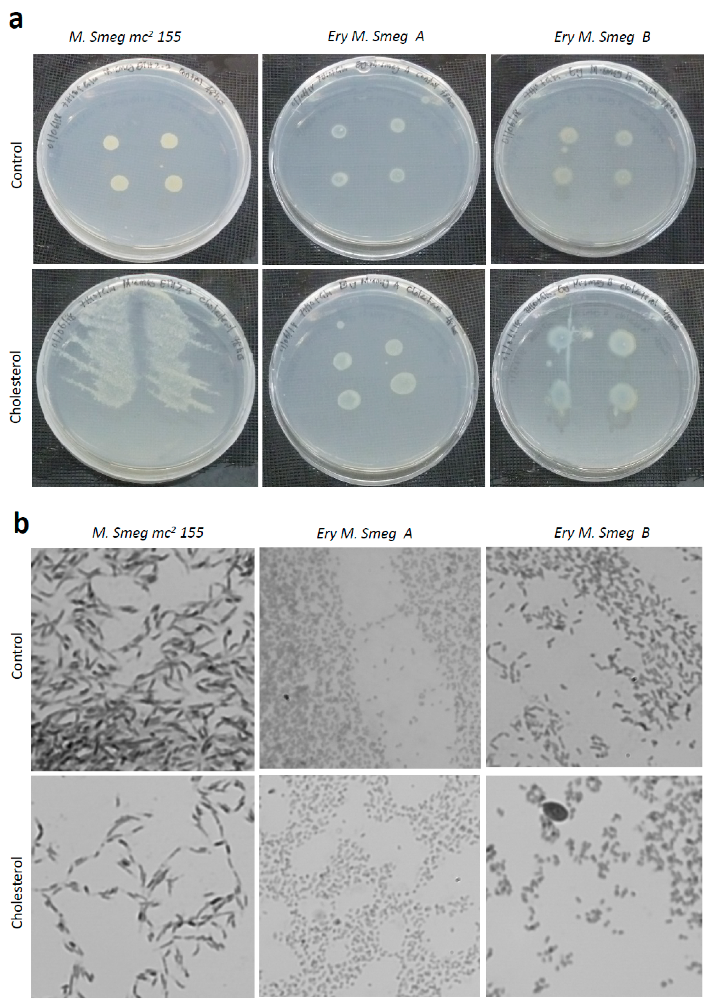 Antibiotics 08 00004 g006