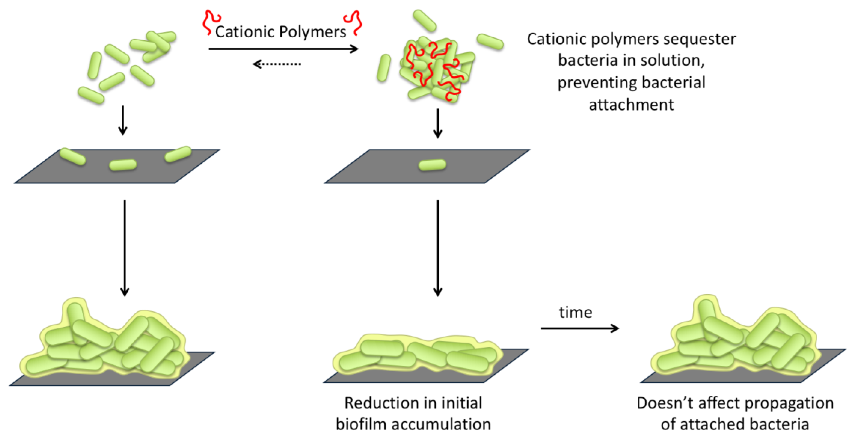 Antibiotics 08 00061 g010