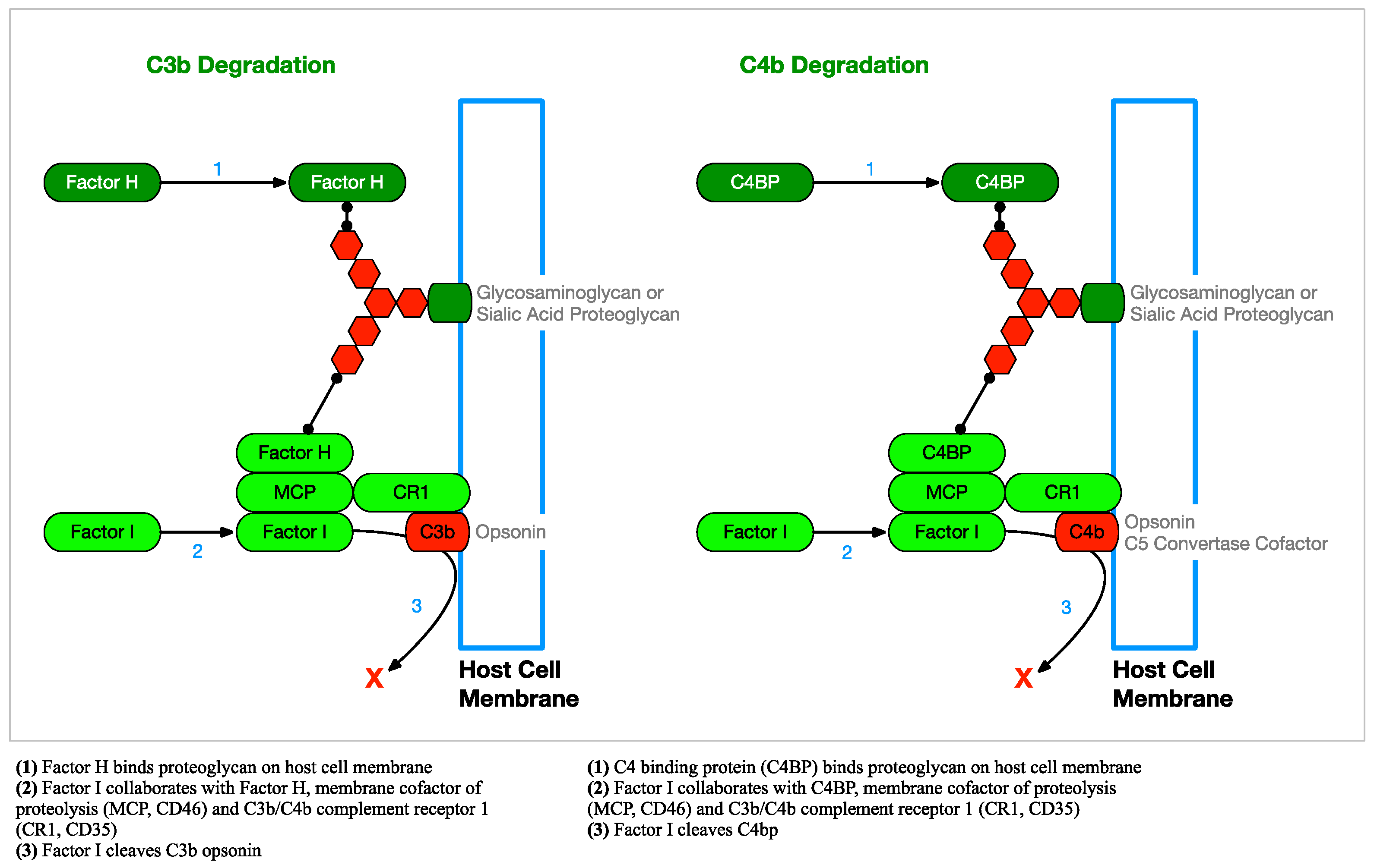 Antibiotics 08 00080 g008