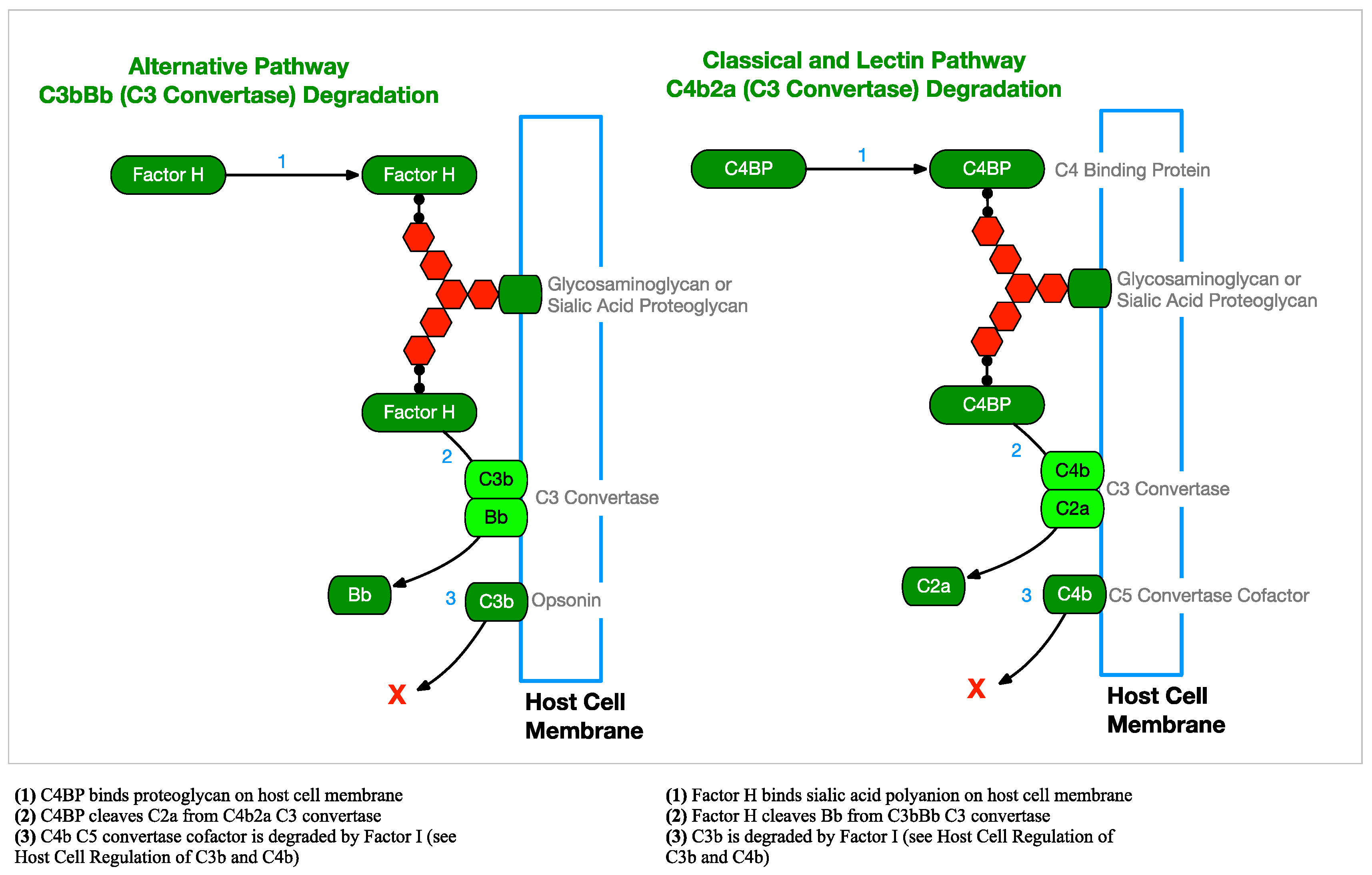 Antibiotics 08 00080 g009