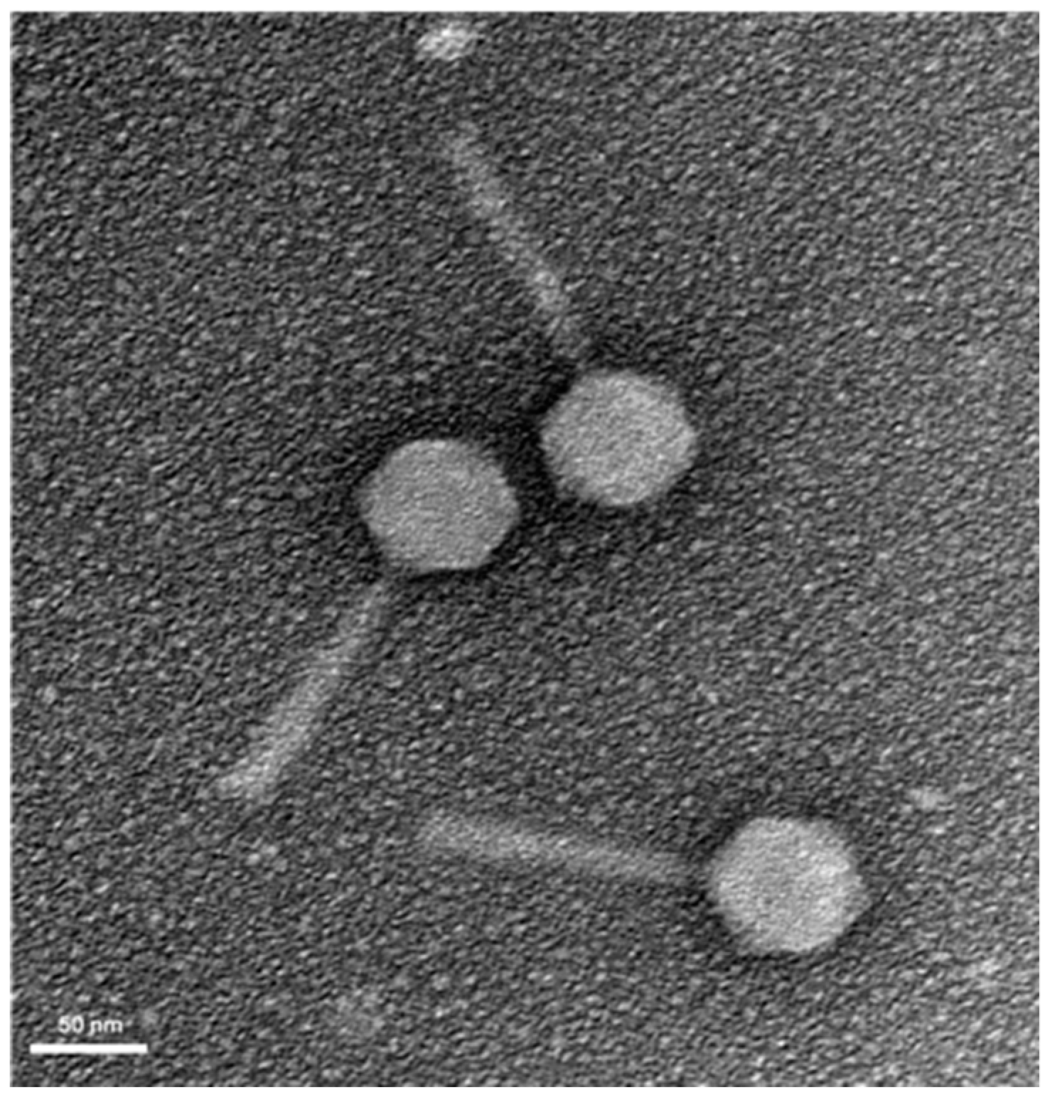 Antibiotics 08 00103 g001 Antibiotics 08 00103 g001