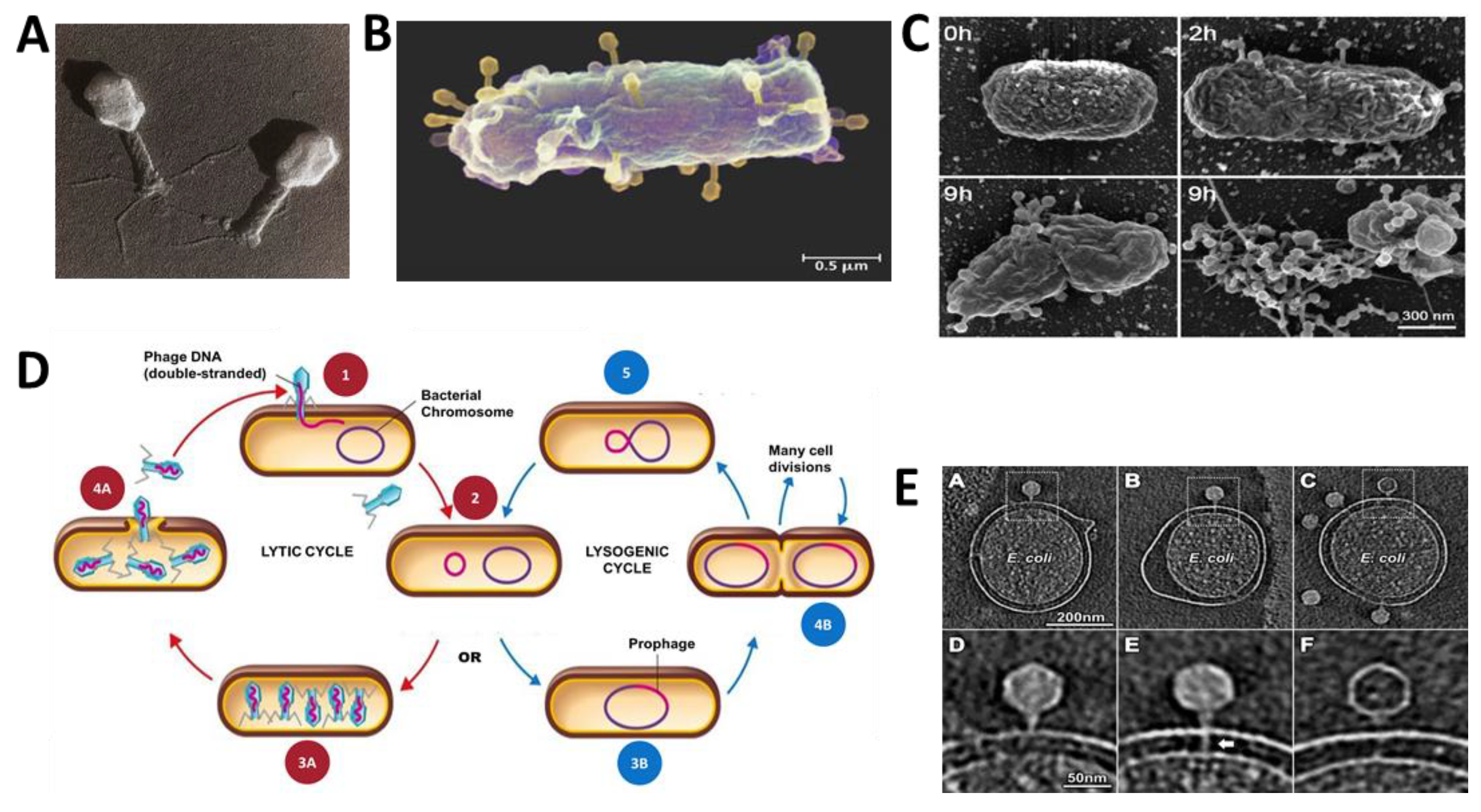Antibiotics 08 00131 g002 Antibiotics 08 00131 g002
