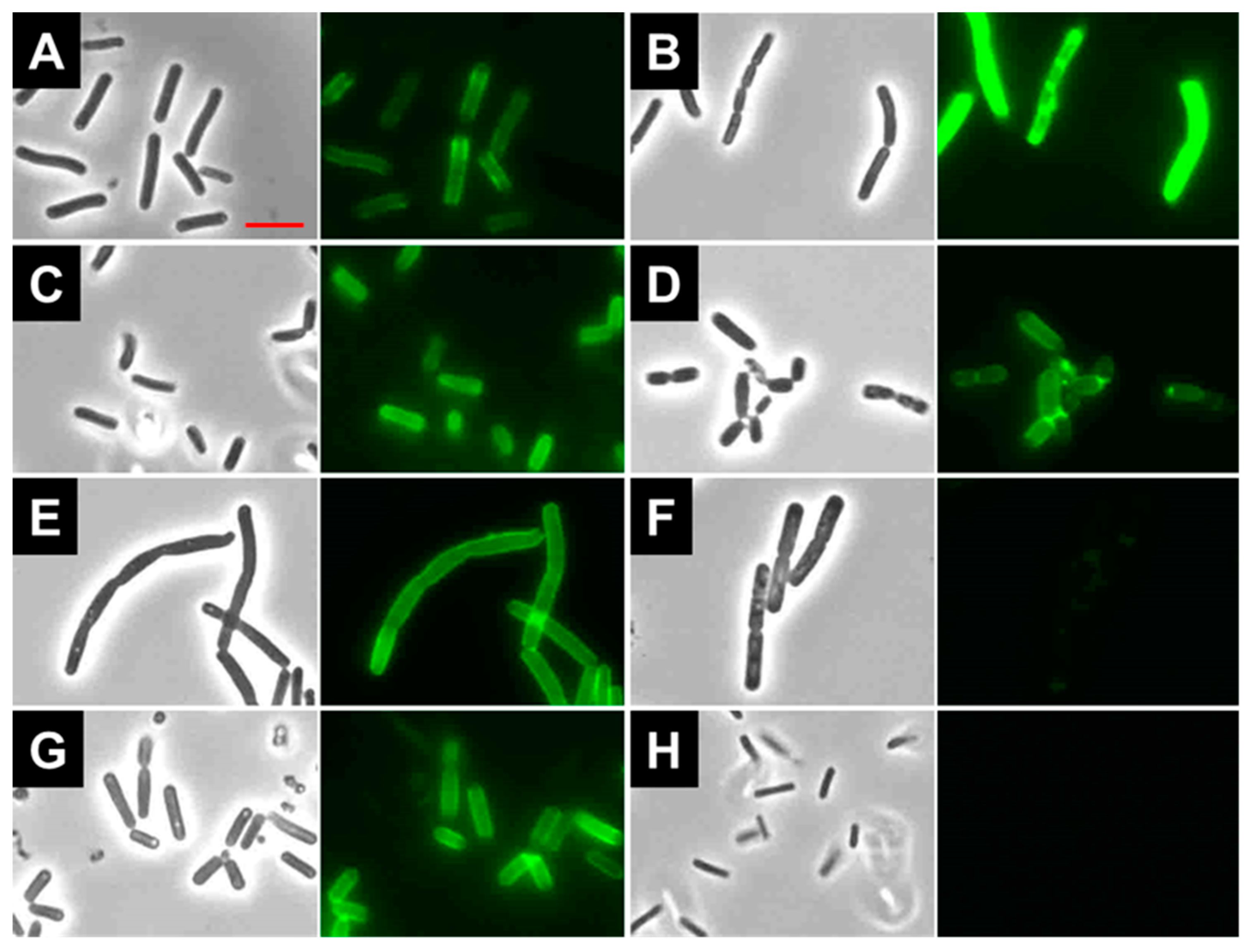 Antibiotics 08 00155 g005 Antibiotics 08 00155 g005