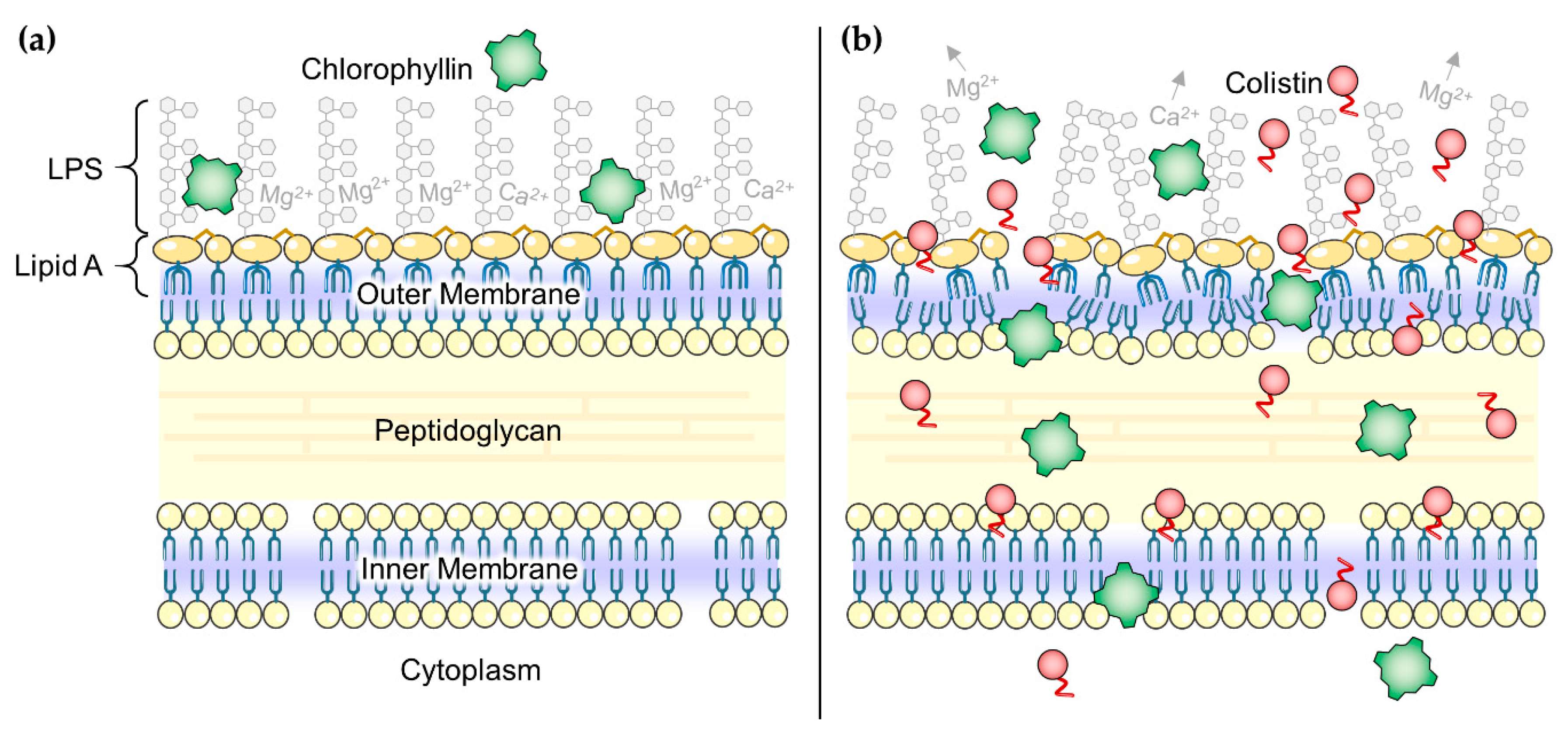 Antibiotics | Free Full-Text | Using Colistin as a Trojan Horse